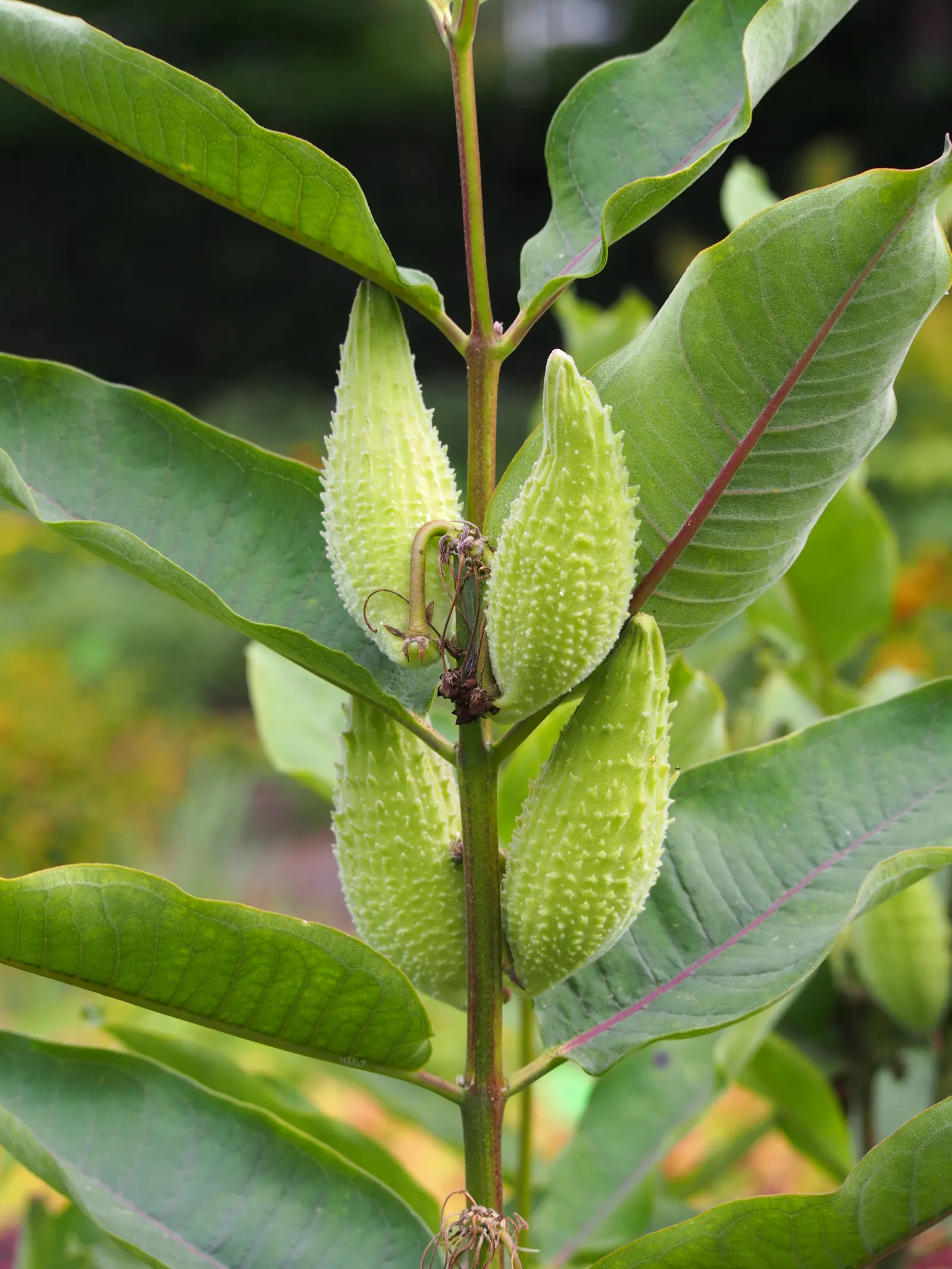 Common Milkweed (Asclepias Syriaca) — succulent for full; making it a valuable plant for those looking to create a sustainable and vibrant landscape, image 93
