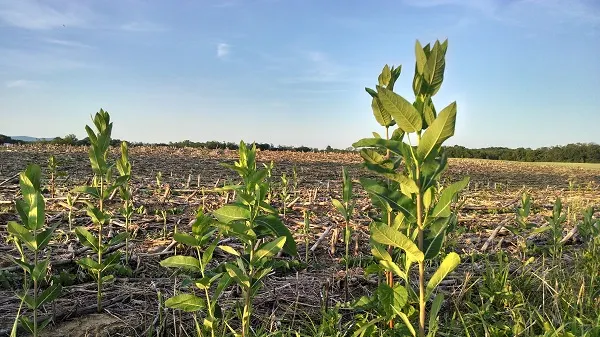 Common Milkweed (Asclepias Syriaca) — This US native prefers well-drained soil but tolerates clay; these components are critical to the survival of monarch