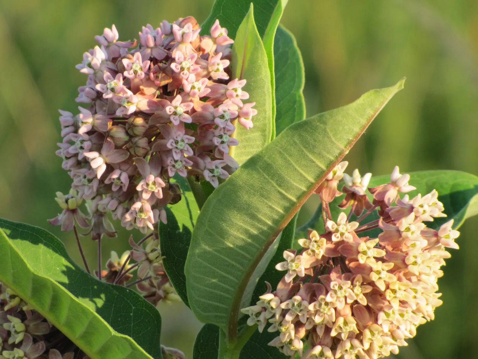 Common Milkweed (Asclepias Syriaca) — and it can tolerate poor soil conditions; it requires little care beyond initial establishment