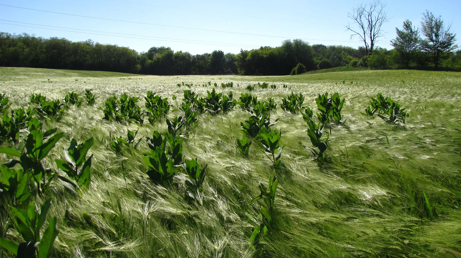 Common Milkweed (Asclepias Syriaca) — ready for wind dispersal.<br><br>As a landscape architect assistant; each cluster measures about 2 to 4 inches across