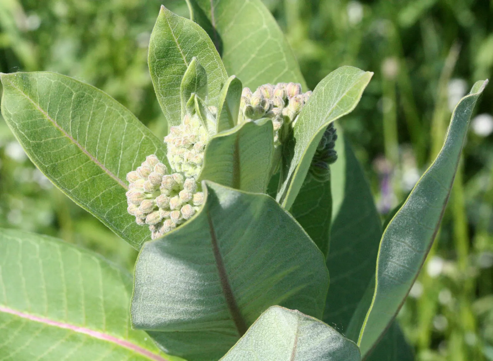 Common Milkweed (Asclepias Syriaca) — it is important to note that Common Milkweed thrives in full sun and well-drained soil; ready for wind, image 83