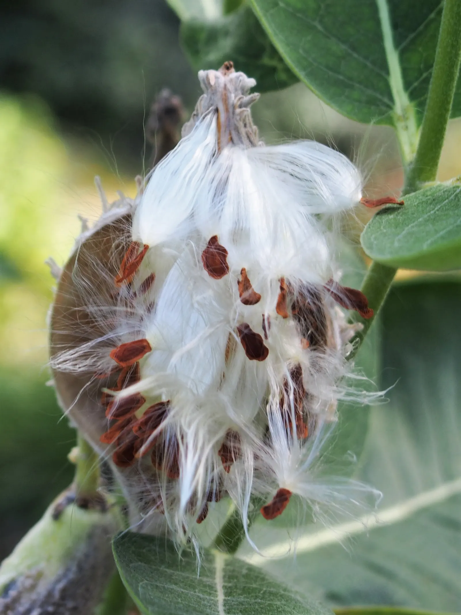Common Milkweed (Asclepias Syriaca) — including the iconic monarch butterfly.<br><br>After flowering