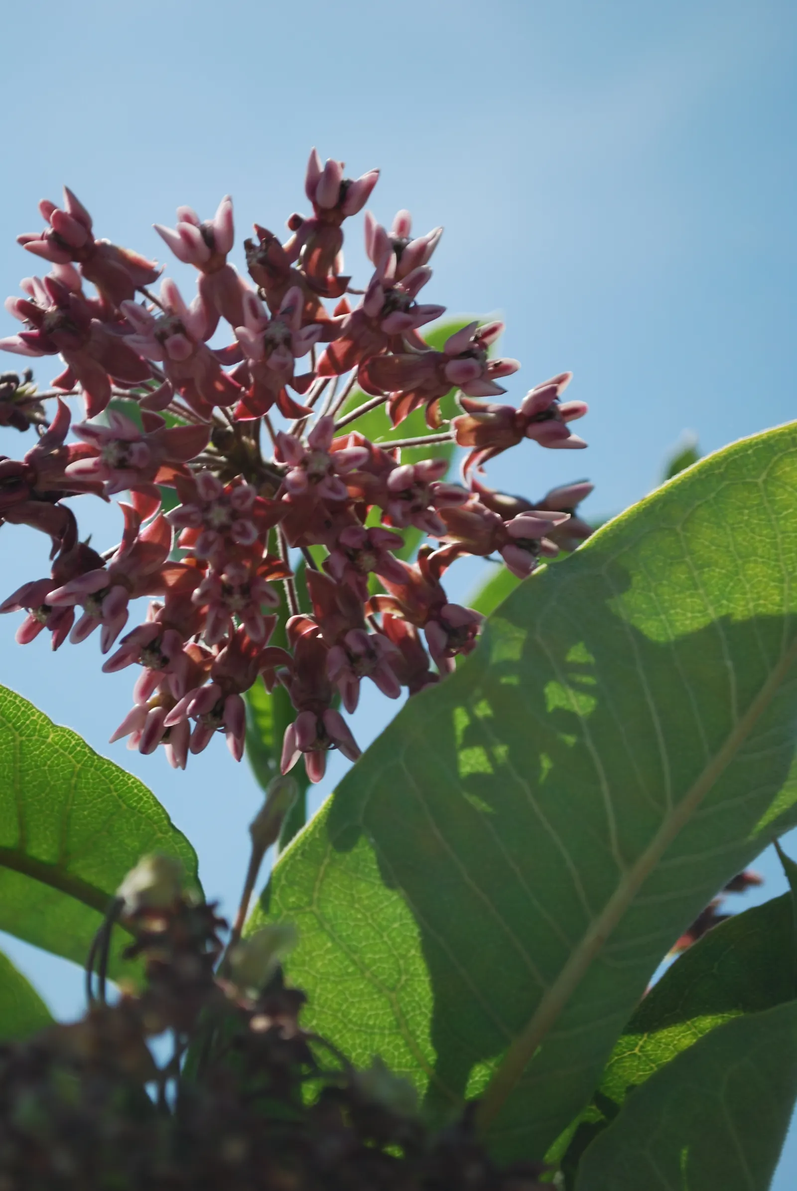 Common Milkweed (Asclepias Syriaca) — oblong leaves and fragrant; the milkweed boasts a unique grayish-green foliage, image 95