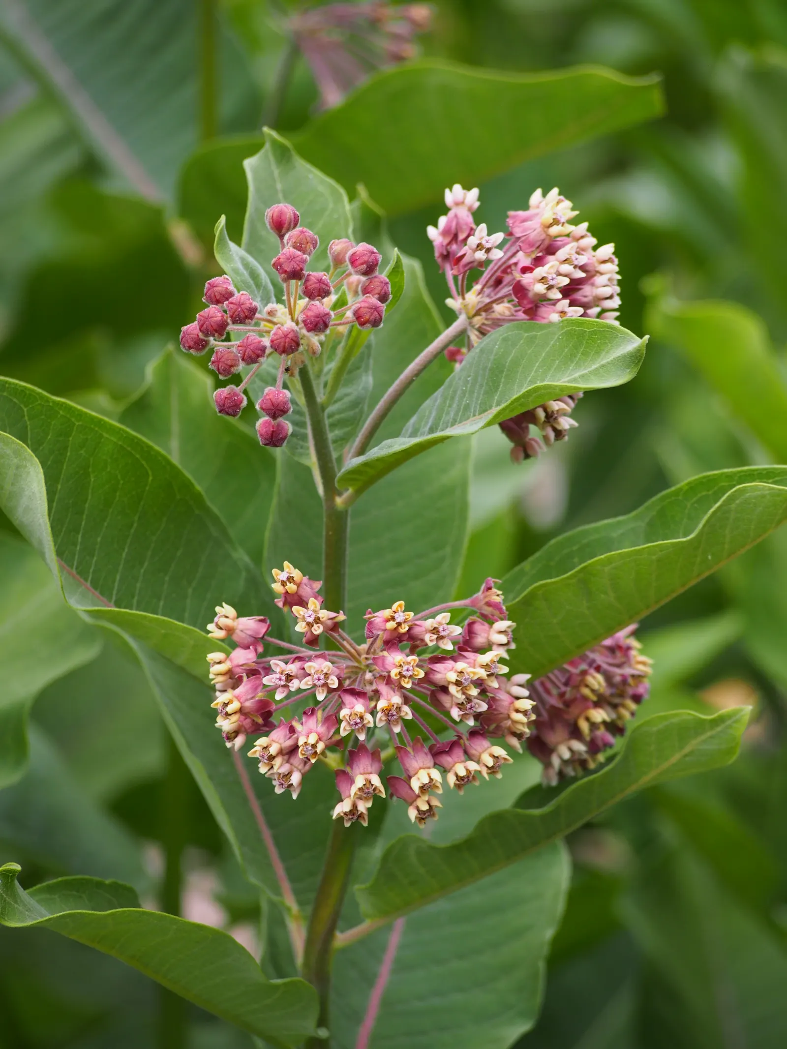 Common Milkweed (Asclepias Syriaca) — which reach 4 to 6 inches in length; it's a fitting choice for naturalized areas, wildflower meadows, or butterfly gardens