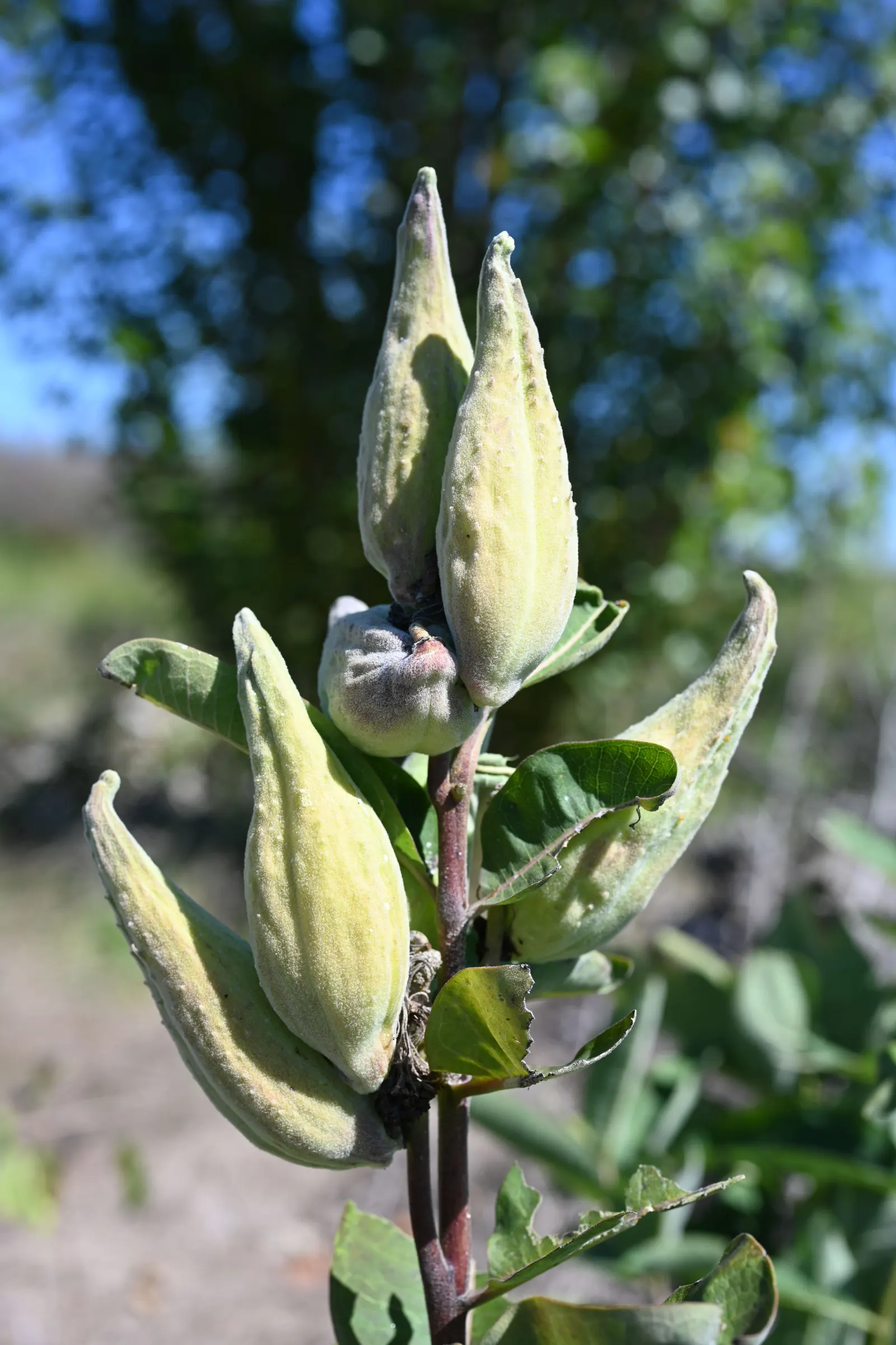 Common Milkweed (Asclepias Syriaca) — It's crucial for Monarch butterflies, serving as a host for larvae; common Milkweed (Asclepias syriaca), a robust