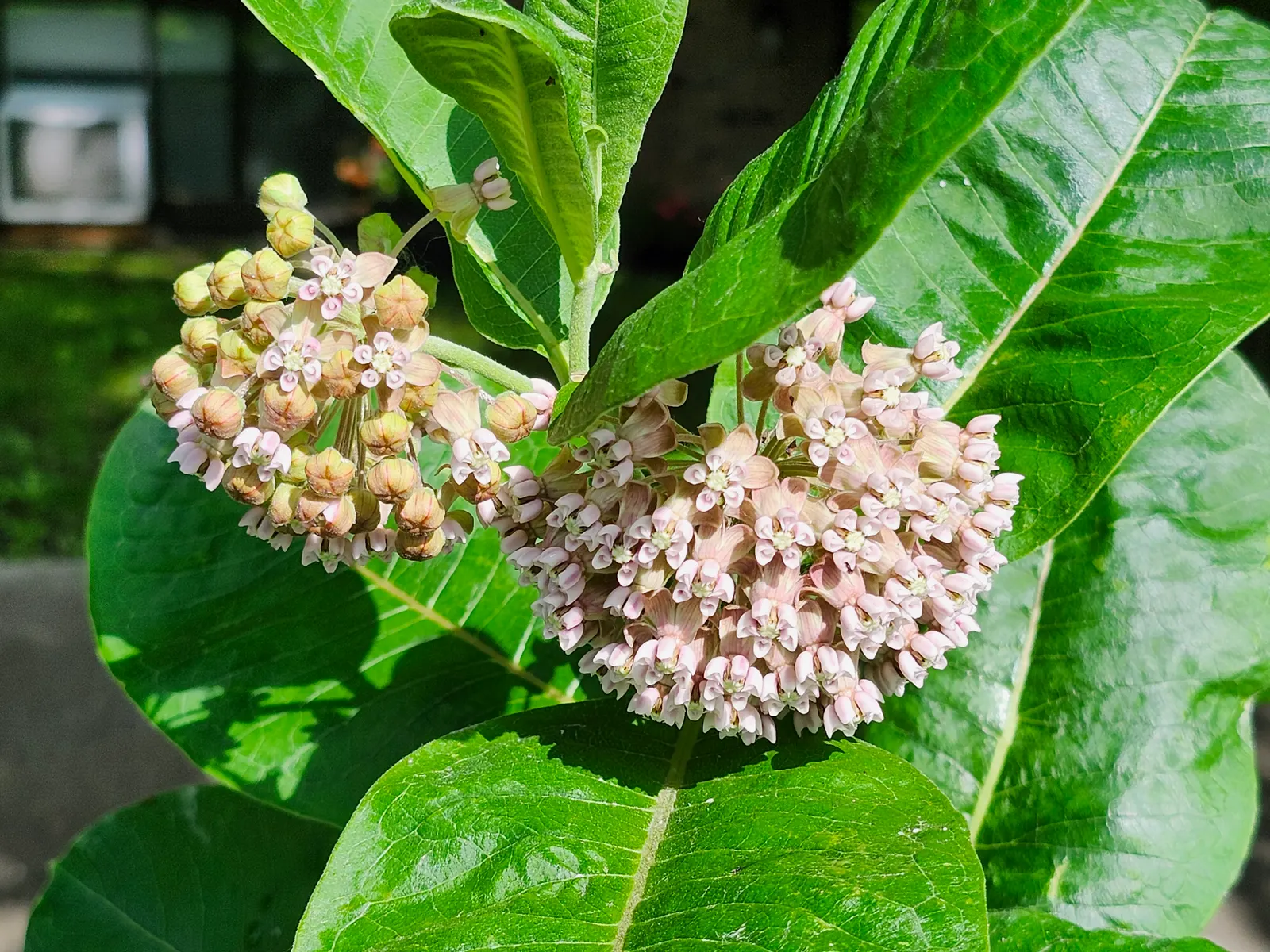 Common Milkweed (Asclepias Syriaca) — ready for wind dispersal.<br><br>As a landscape architect assistant; each cluster measures about 2 to 4, image 82