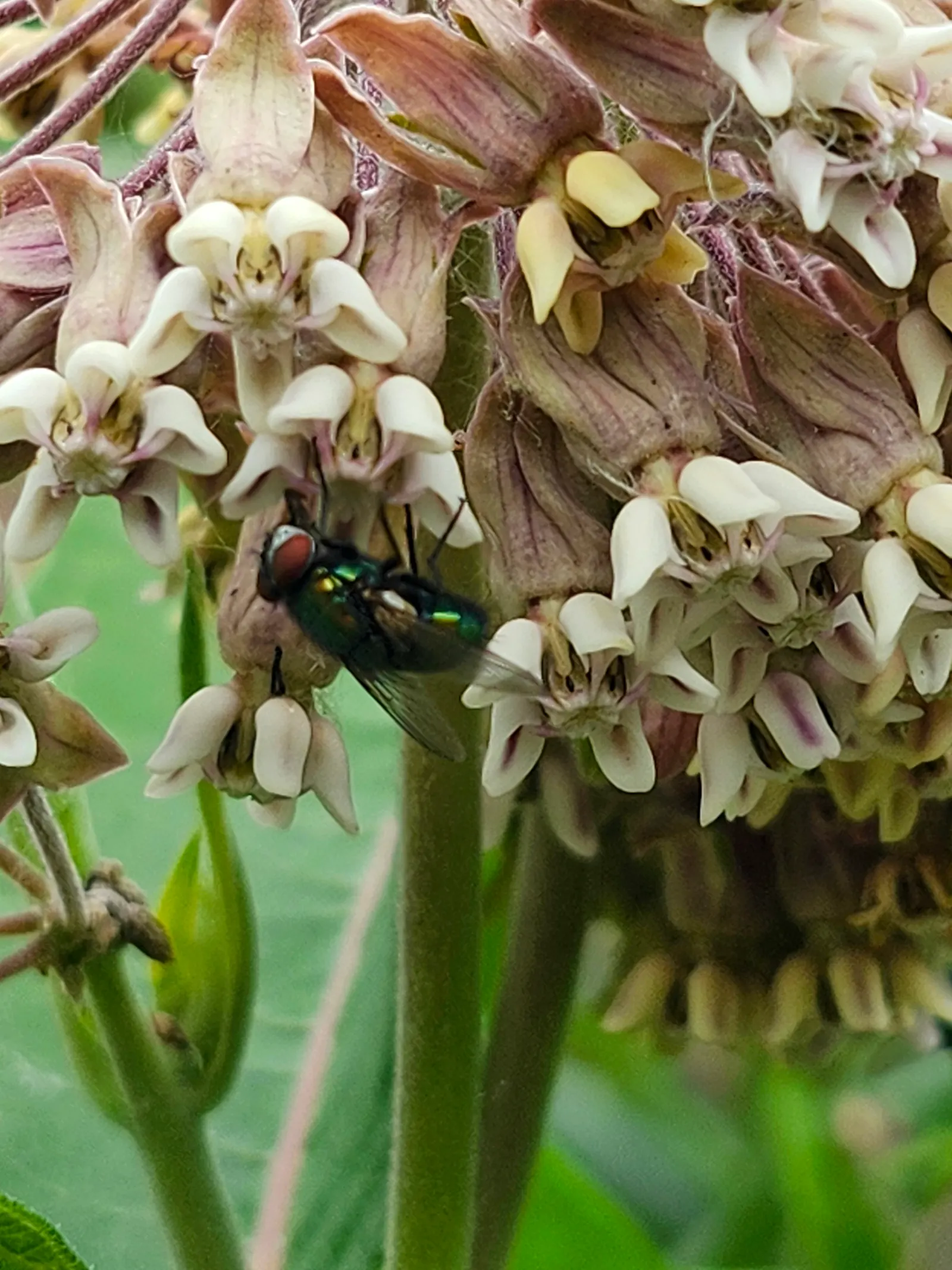 Common Milkweed (Asclepias Syriaca) — extensive root systems that make it drought-resistant and hardy.<br><br>Recognizable by its thick