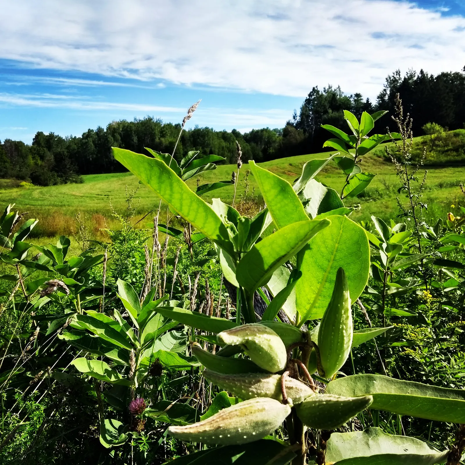 Common Milkweed (Asclepias Syriaca) — the plant produces distinctive spindle-shaped seed pods, image 47