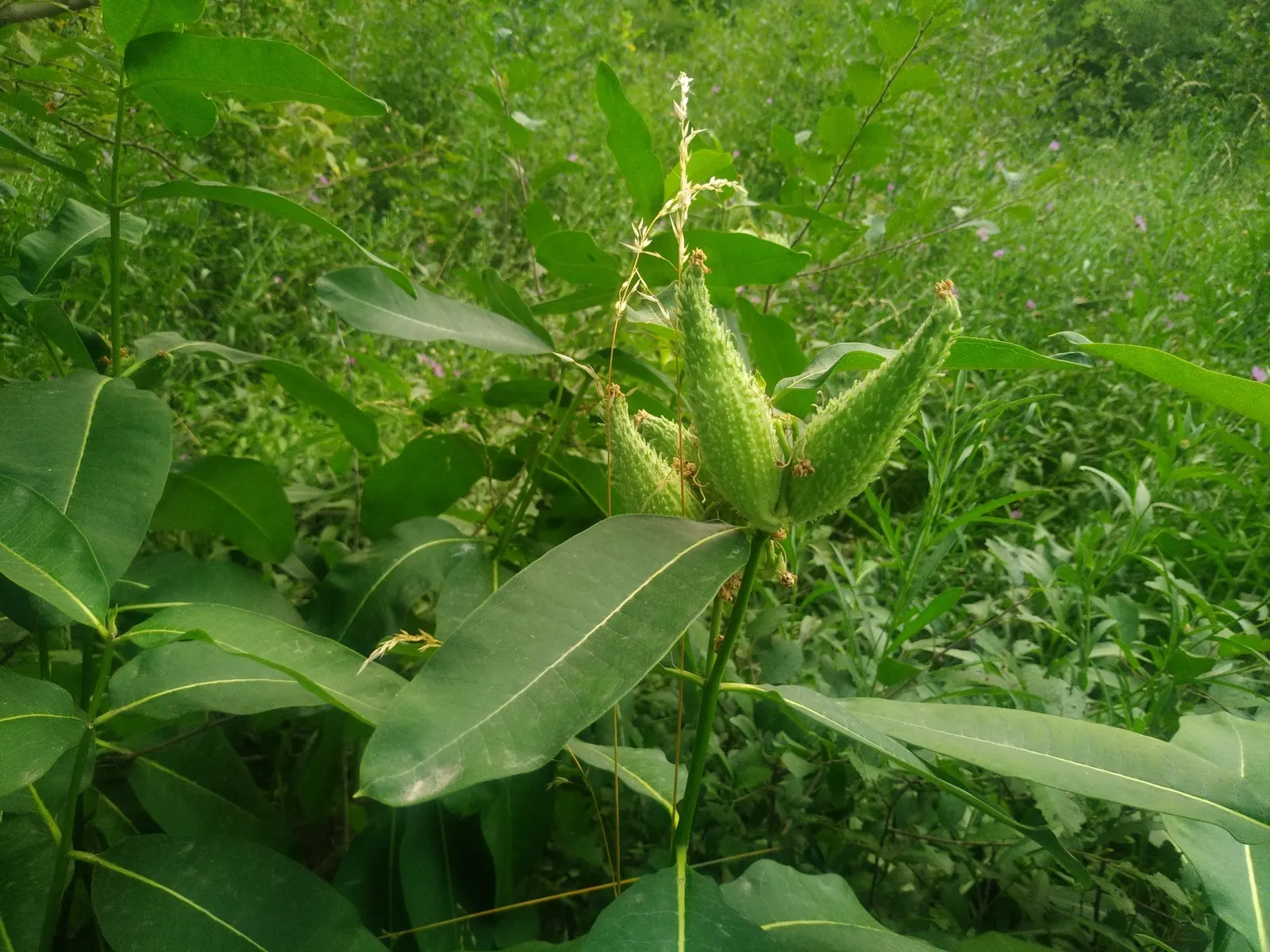 Common Milkweed (Asclepias Syriaca) — these components are critical to the survival of monarch larvae; which reach 4 to 6 inches in length, image 118