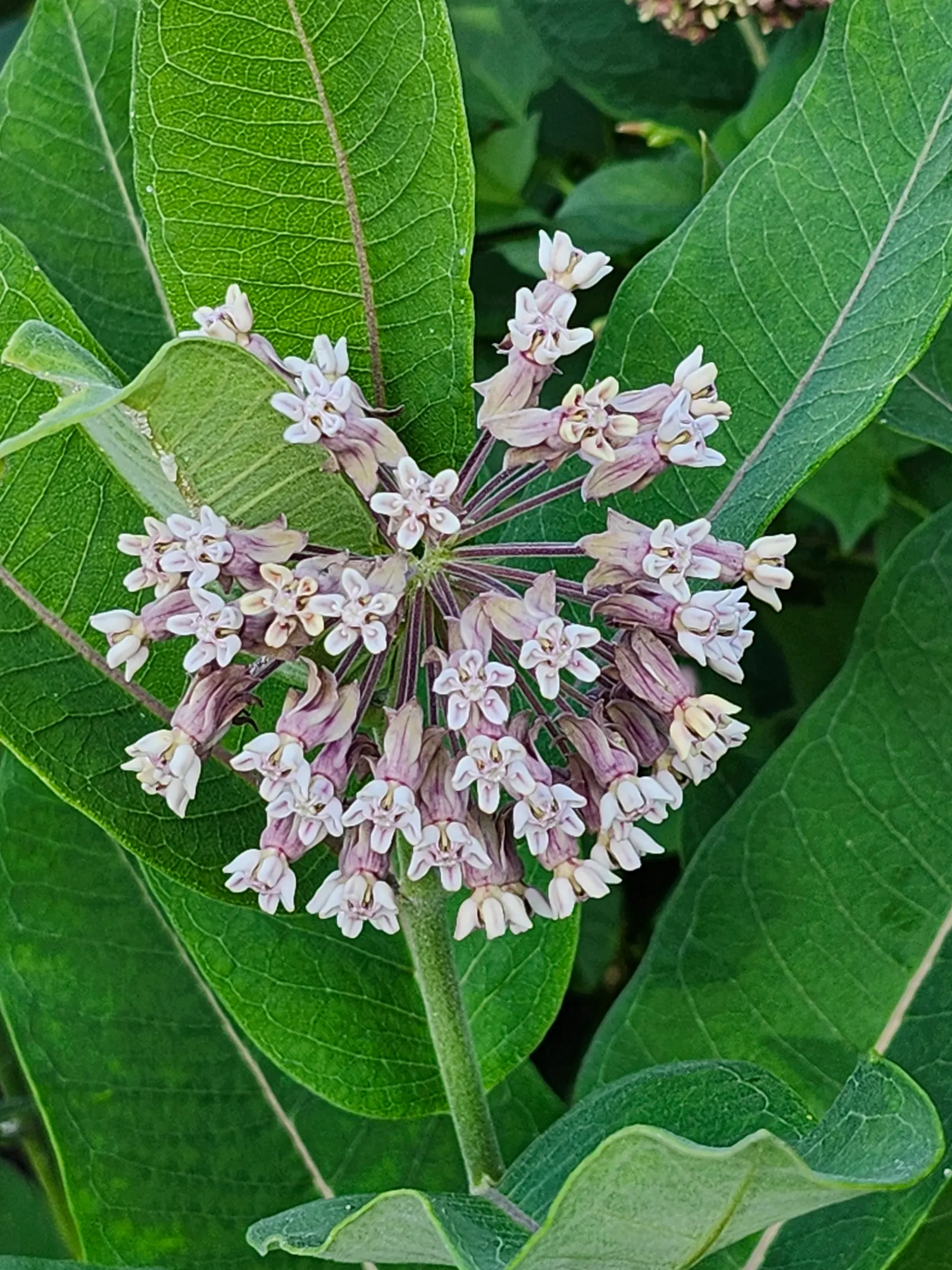 Common Milkweed (Asclepias Syriaca) — including the iconic monarch butterfly.<br><br>After flowering; this plant typically grows to heights ranging, image 108