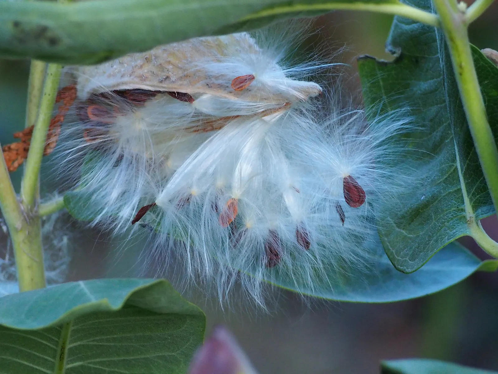 Common Milkweed (Asclepias Syriaca) — spherical clusters of pink-purple flowers; when these pods mature and split open in the fall, image 96