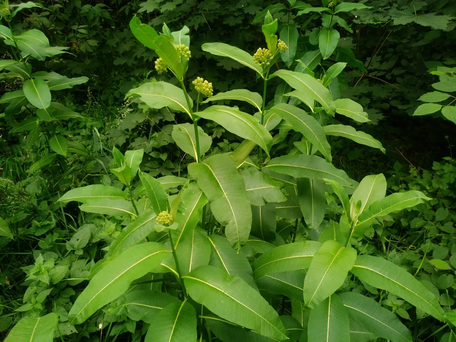 Common Milkweed (Asclepias Syriaca) — multi-colored and pink and white flowers in the garden
