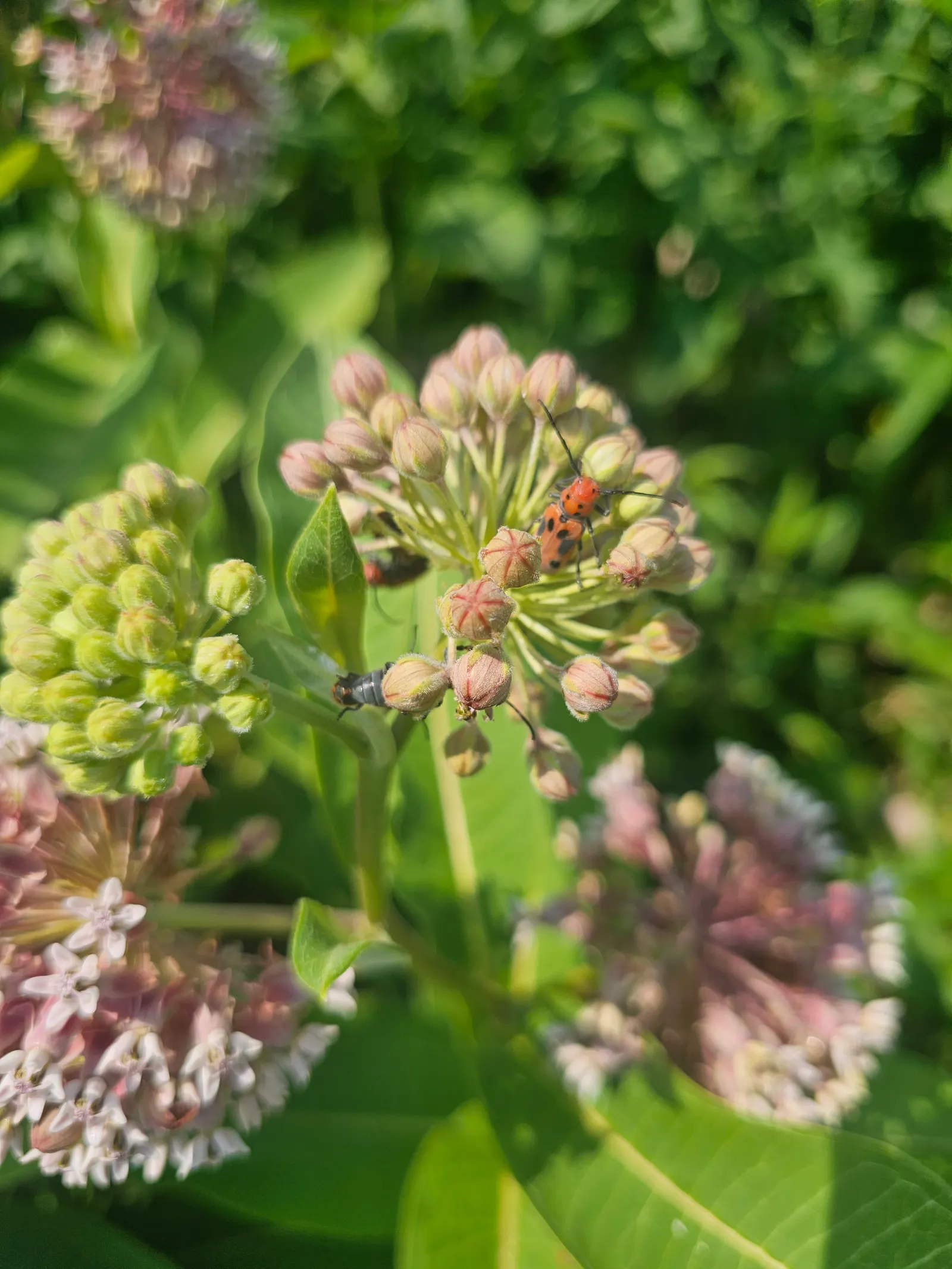 Common Milkweed (Asclepias Syriaca) — This US native prefers well-drained soil but tolerates clay