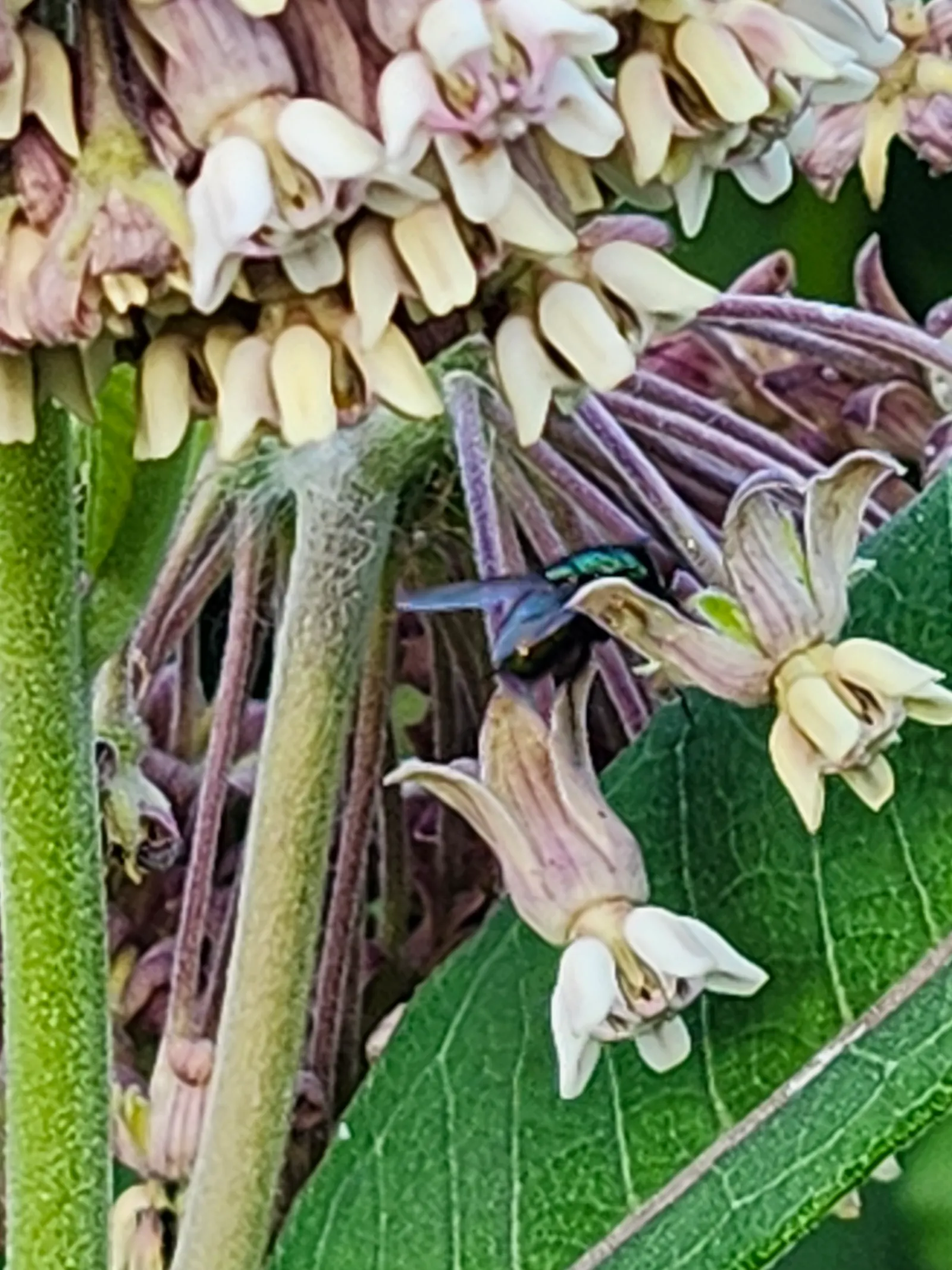 Common Milkweed (Asclepias Syriaca) — these components are critical to the survival of monarch larvae