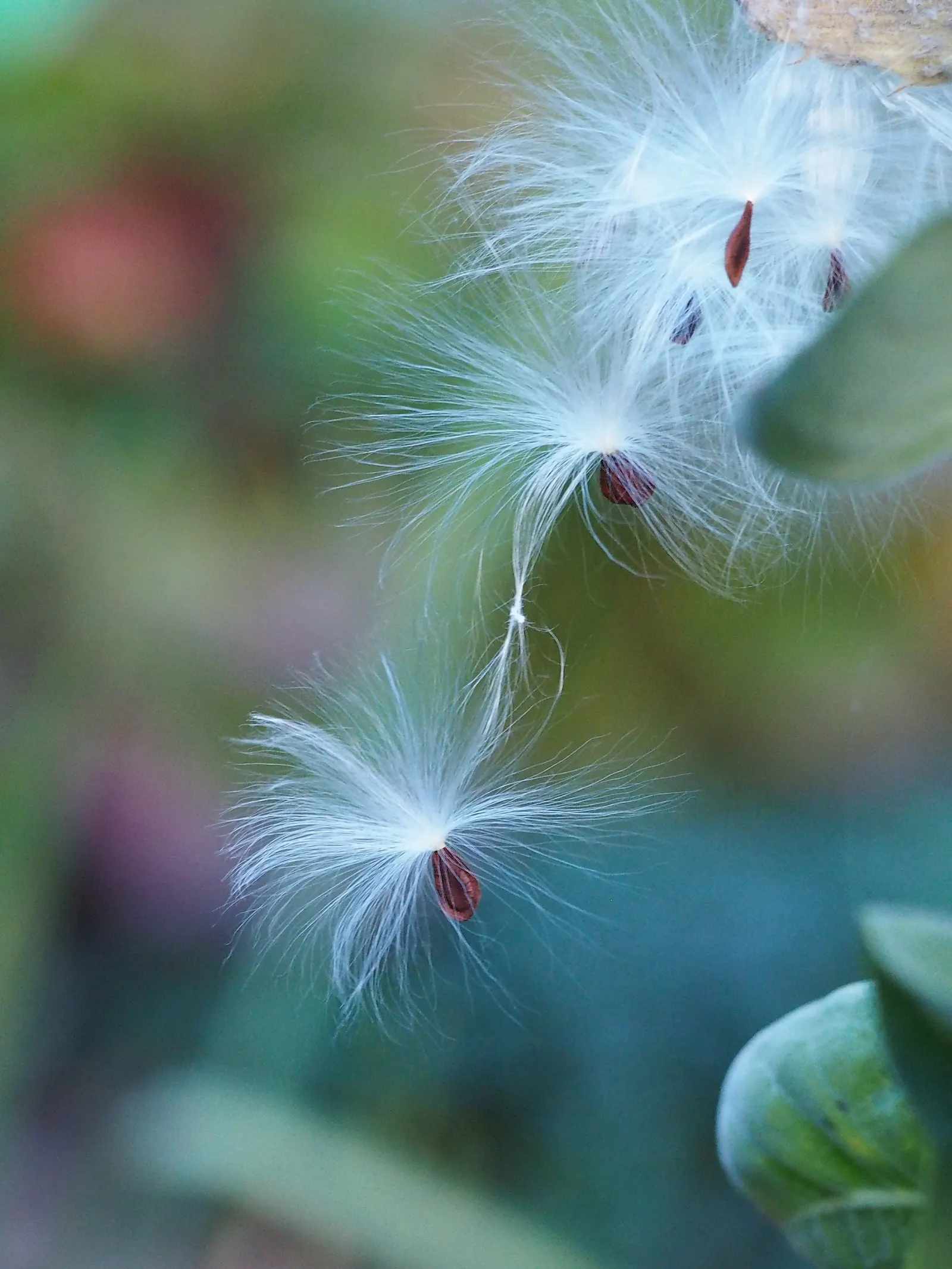 Common Milkweed (Asclepias Syriaca) — Each cluster measures about 2 to 4 inches across
