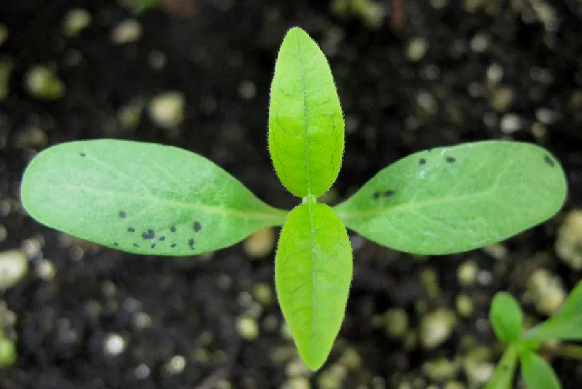 Common Milkweed (Asclepias Syriaca) — while the sap contains toxins and can be irritating to the skin