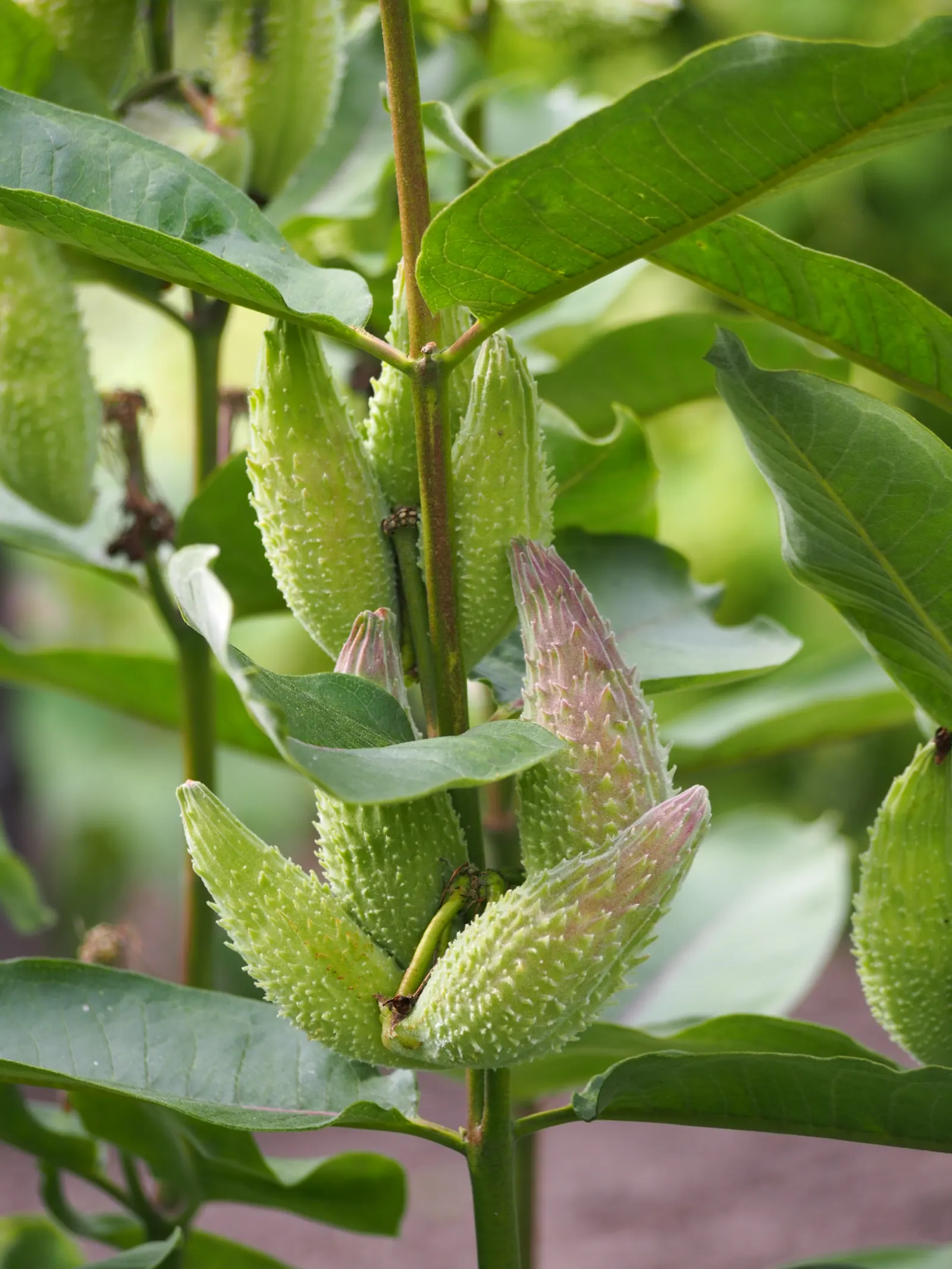Common Milkweed (Asclepias Syriaca) — they reveal seeds attached to silky strands; spreads vigorously by rhizomes, milkweed is ideal for wildflower, image 81