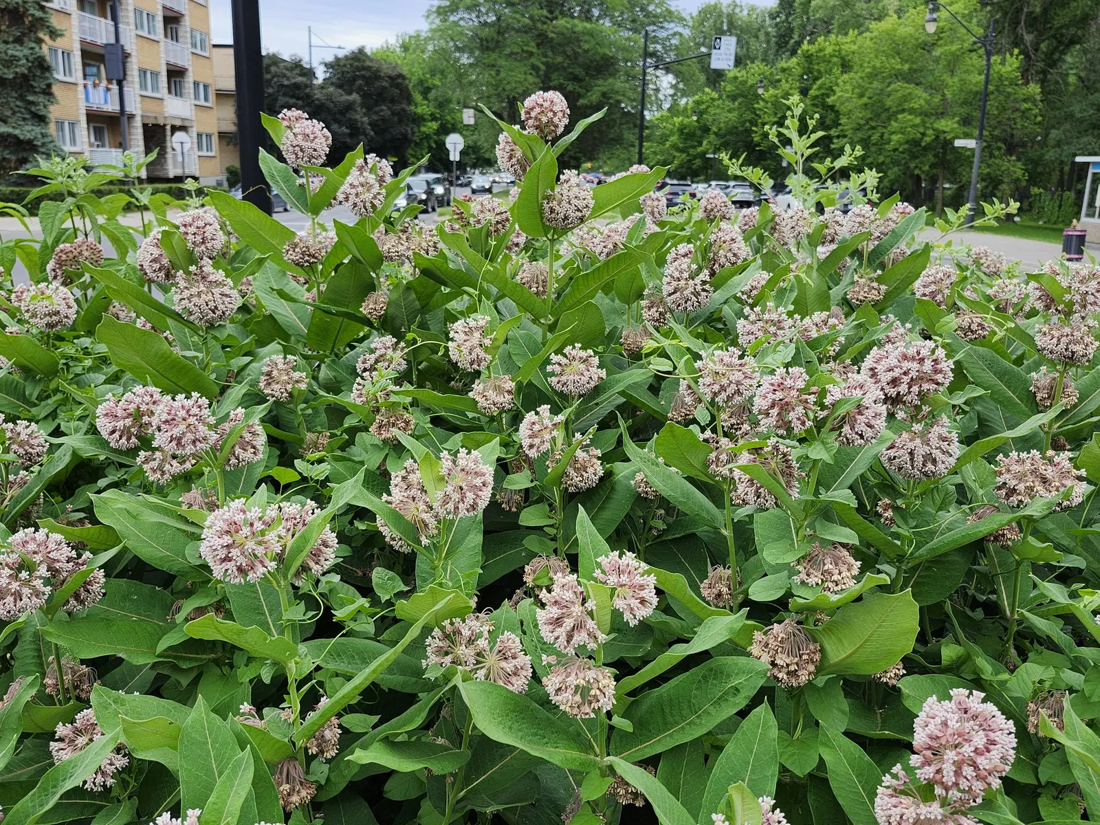 Common Milkweed (Asclepias Syriaca) — succulent for full