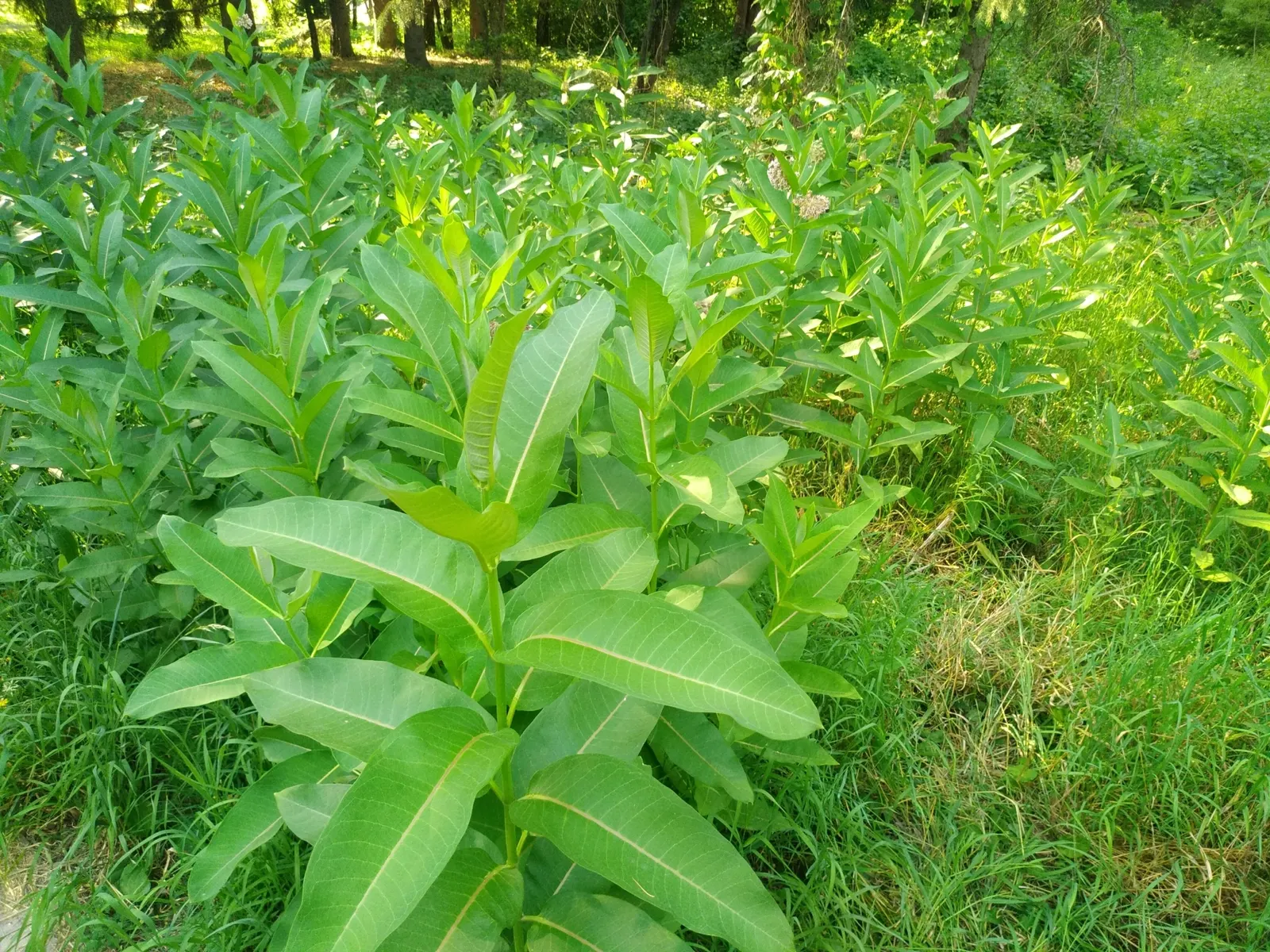 Common Milkweed (Asclepias Syriaca) — Spreads vigorously by rhizomes, milkweed is ideal for wildflower gardens and naturalized areas; is a robust perennial