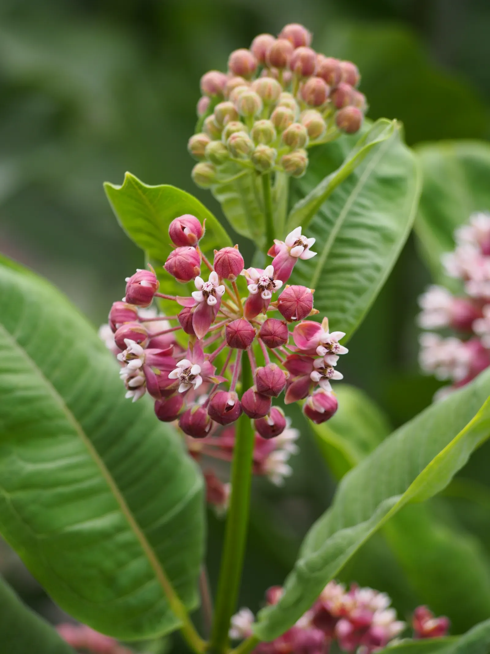 Common Milkweed (Asclepias Syriaca) — which reach 4 to 6 inches in length; it's a fitting choice for naturalized areas, wildflower meadows, or, image 110