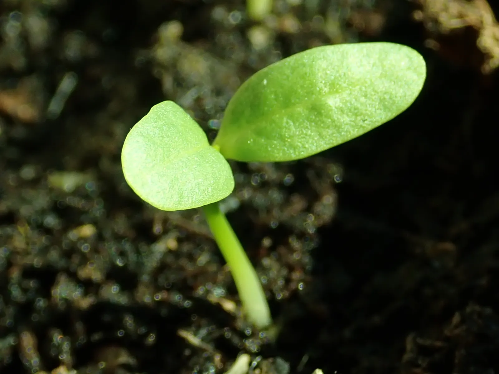 Common Milkweed (Asclepias Syriaca) — extensive root systems that make it drought-resistant and hardy.<br><br>Recognizable by its thick; it's, image 103