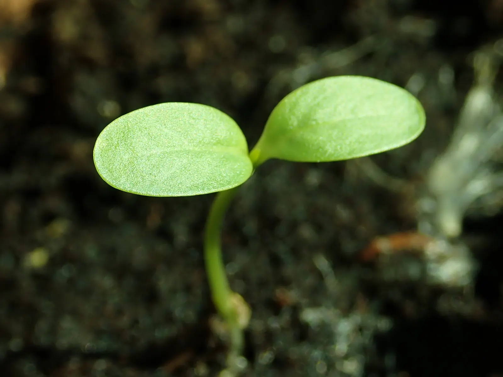 Common Milkweed (Asclepias Syriaca) — This US native prefers well-drained soil but tolerates clay; these components are critical to the survival of, image 66