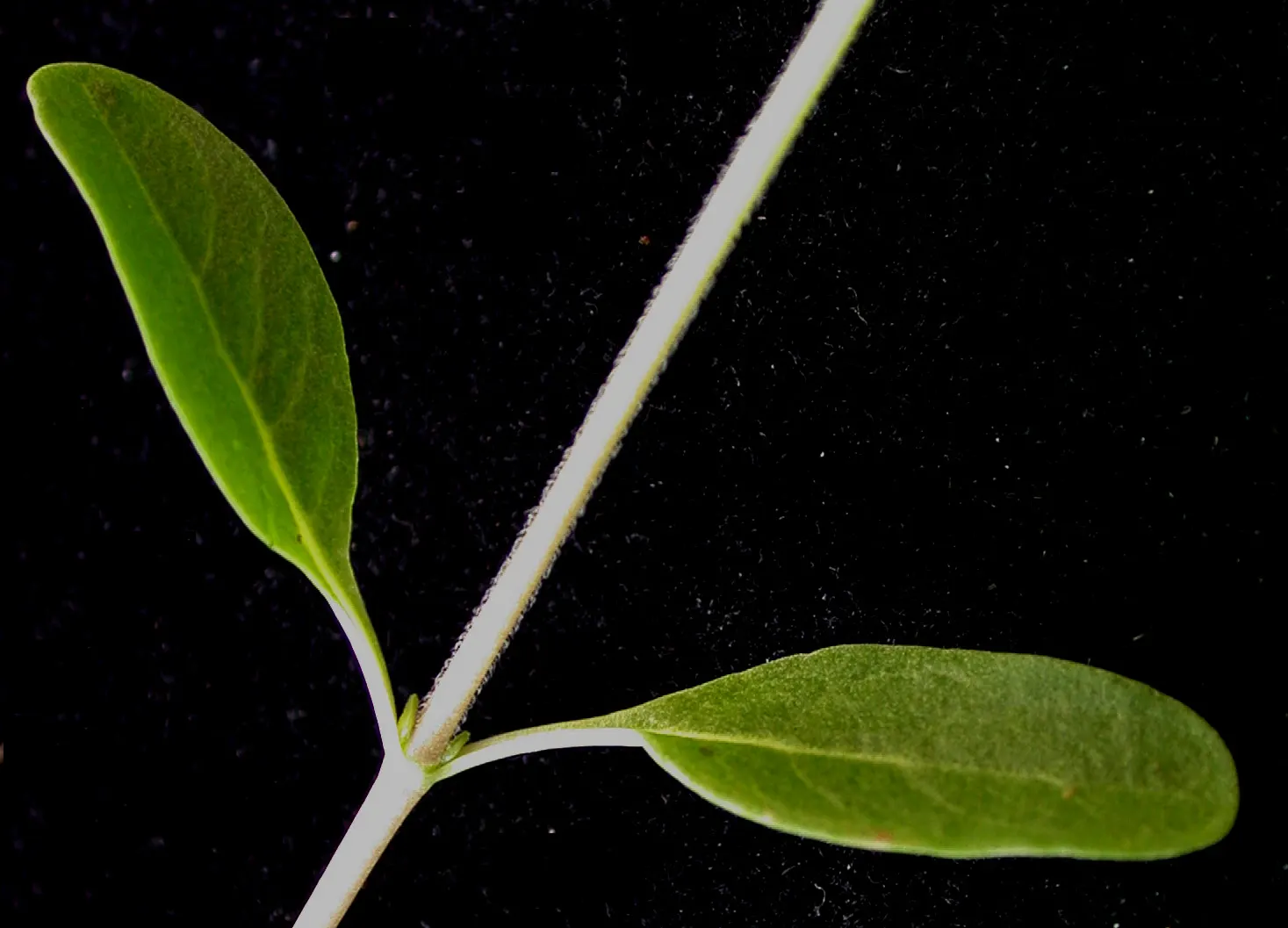 Common Milkweed (Asclepias Syriaca) — It's crucial for Monarch butterflies, serving as a host for larvae; common Milkweed (Asclepias syriaca), a, image 67