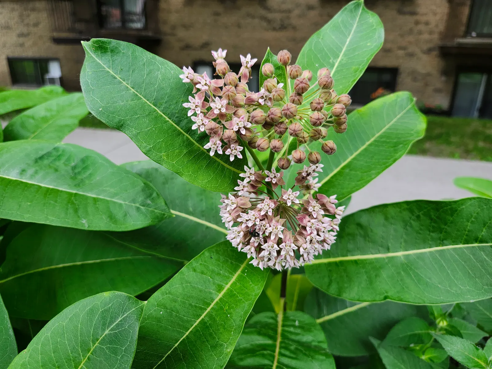 Common Milkweed (Asclepias Syriaca) — When these pods mature and split open in the fall; succulent with multi-colored and pink and white blooms