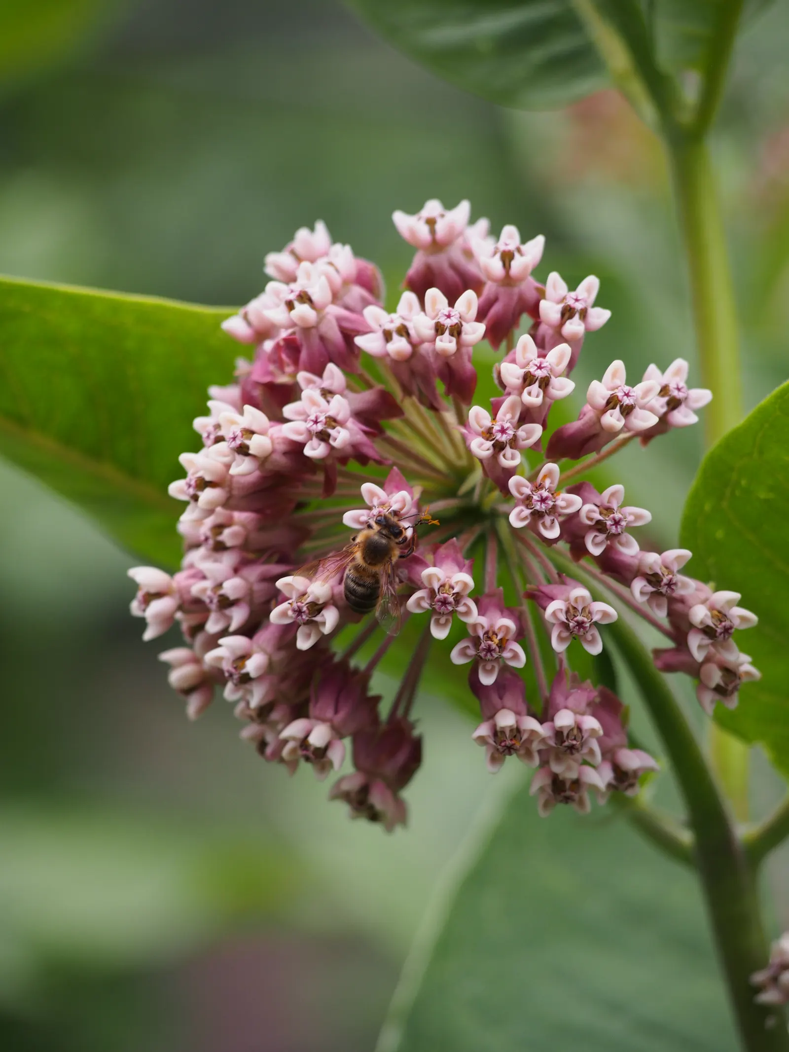 Common Milkweed (Asclepias Syriaca) — scientifically known as Asclepias syriaca; including the iconic monarch butterfly.<br><br>After flowering