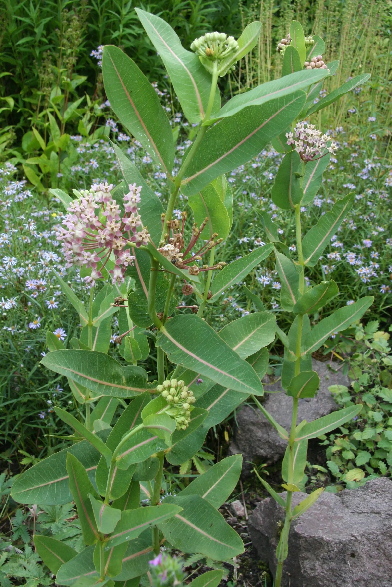 Common Milkweed (Asclepias Syriaca) — multi-colored and pink and white flowers in the garden; providing visual interest and a sweet scent that attracts a