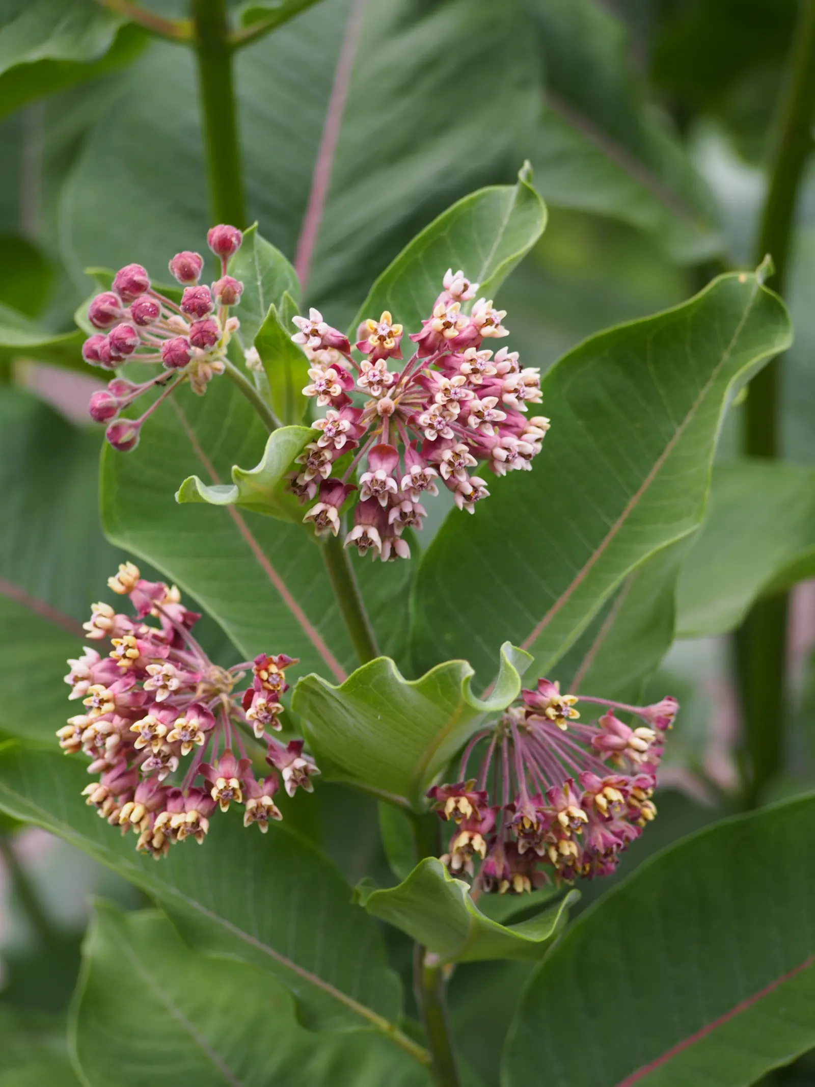 Common Milkweed (Asclepias Syriaca) — spherical clusters of pink-purple flowers