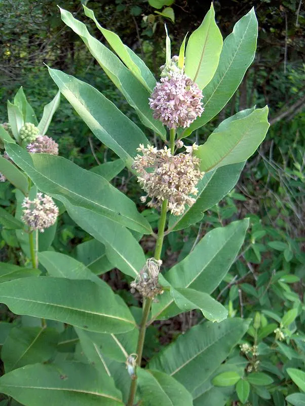 Common Milkweed (Asclepias Syriaca) — the milkweed boasts a unique grayish-green foliage; from June to August, the plant exhibits fragrant, image 73