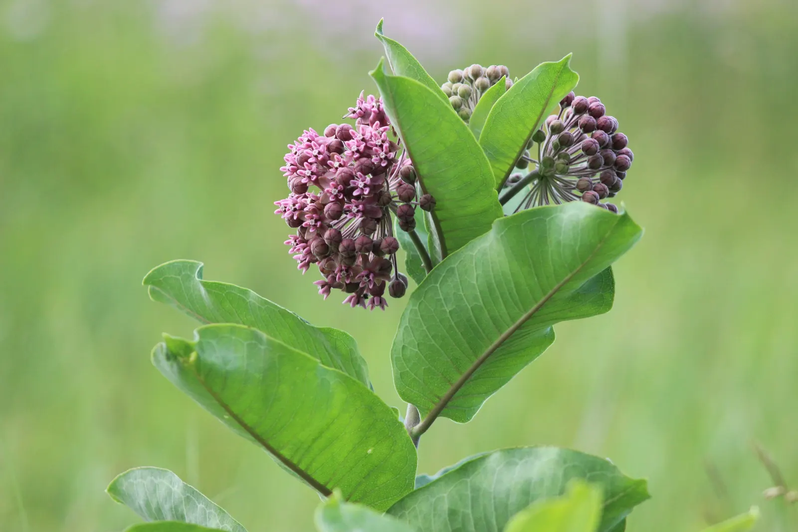 Common Milkweed (Asclepias Syriaca) — providing visual interest and a sweet scent that attracts a variety of pollinators; oblong leaves and fragrant, image 107