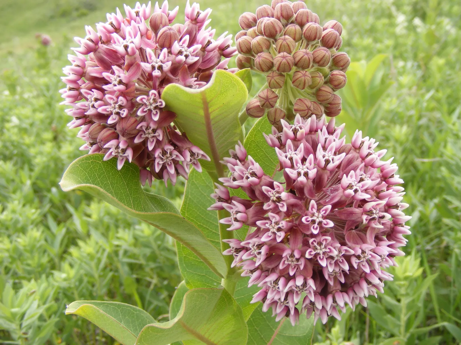 Common Milkweed (Asclepias Syriaca) — ready for wind dispersal.<br><br>As a landscape architect assistant