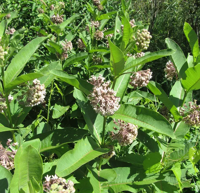 Common Milkweed (Asclepias Syriaca) — oblong leaves and fragrant; the milkweed boasts a unique grayish-green foliage, image 64