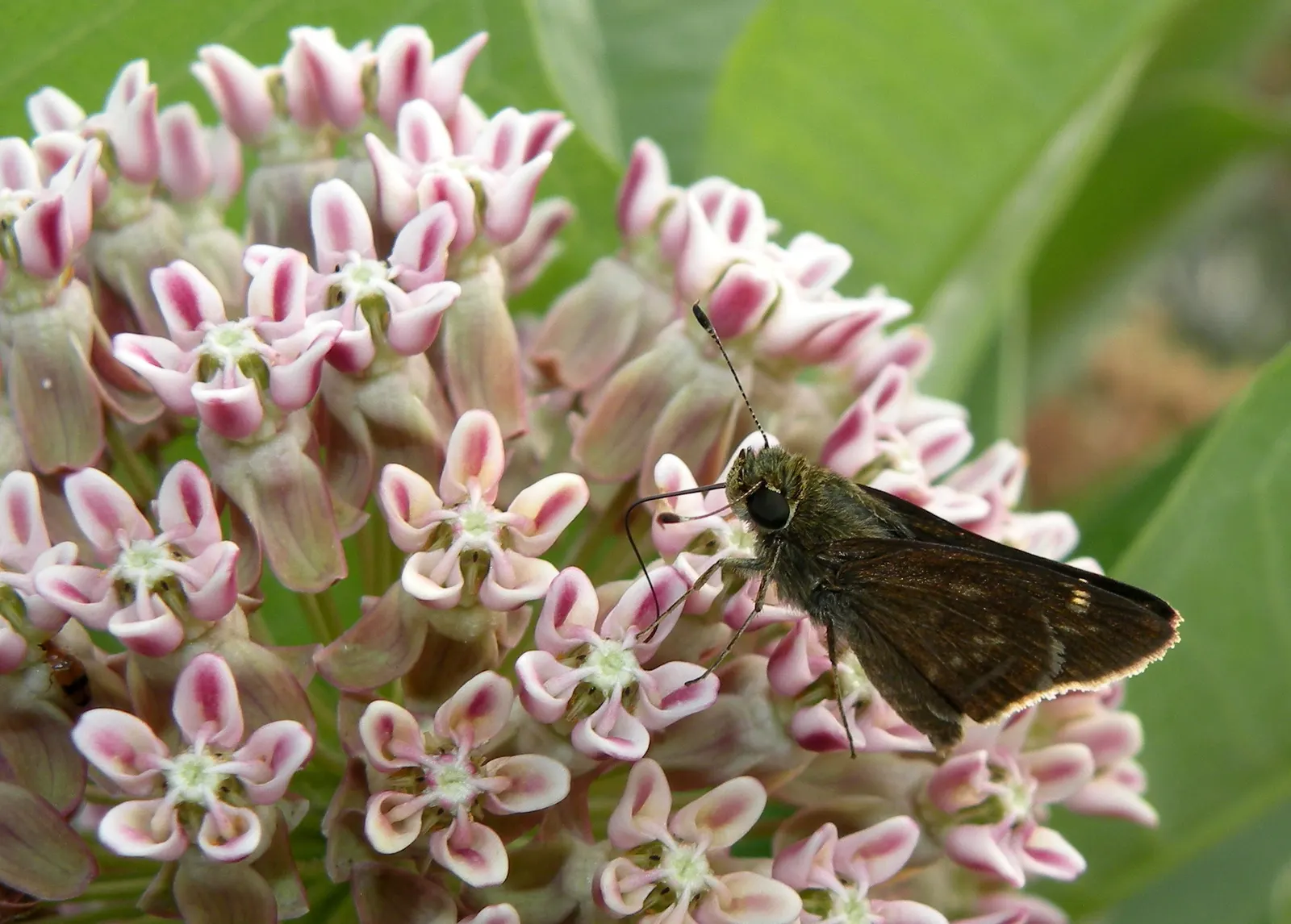 Common Milkweed (Asclepias Syriaca) — scientifically known as Asclepias syriaca; including the iconic monarch butterfly.<br><br>After flowering, image 69