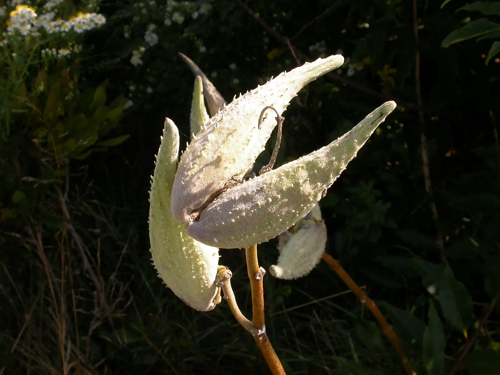 Common Milkweed (Asclepias Syriaca) — From June to August, the plant exhibits fragrant, spherical clusters of pale pink to mauve flowers; they, image 105