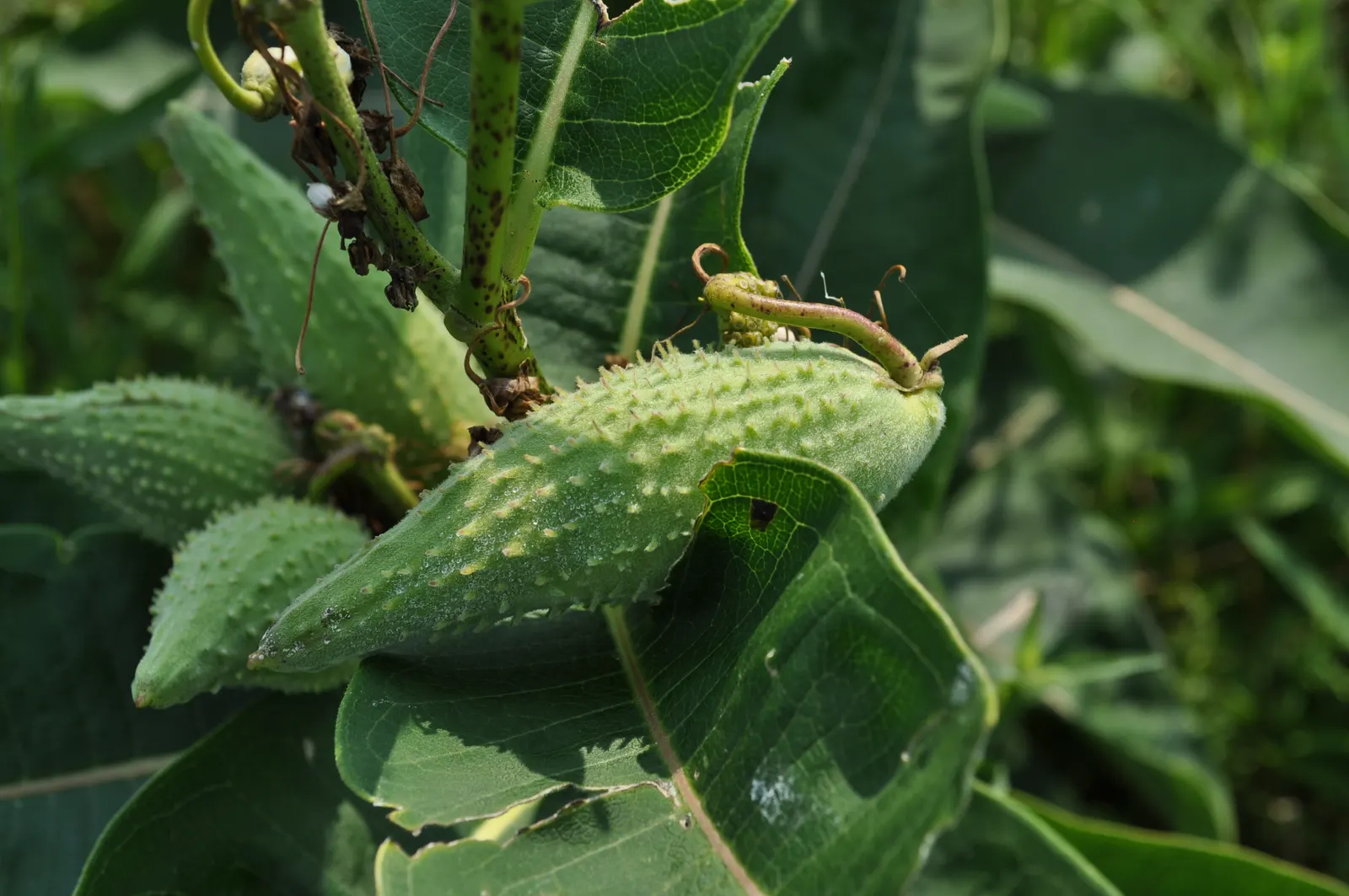 Common Milkweed (Asclepias Syriaca) — Common Milkweed (Asclepias syriaca), a robust perennial, thrives up to 6 ft tall in full sun; this US native, image 94