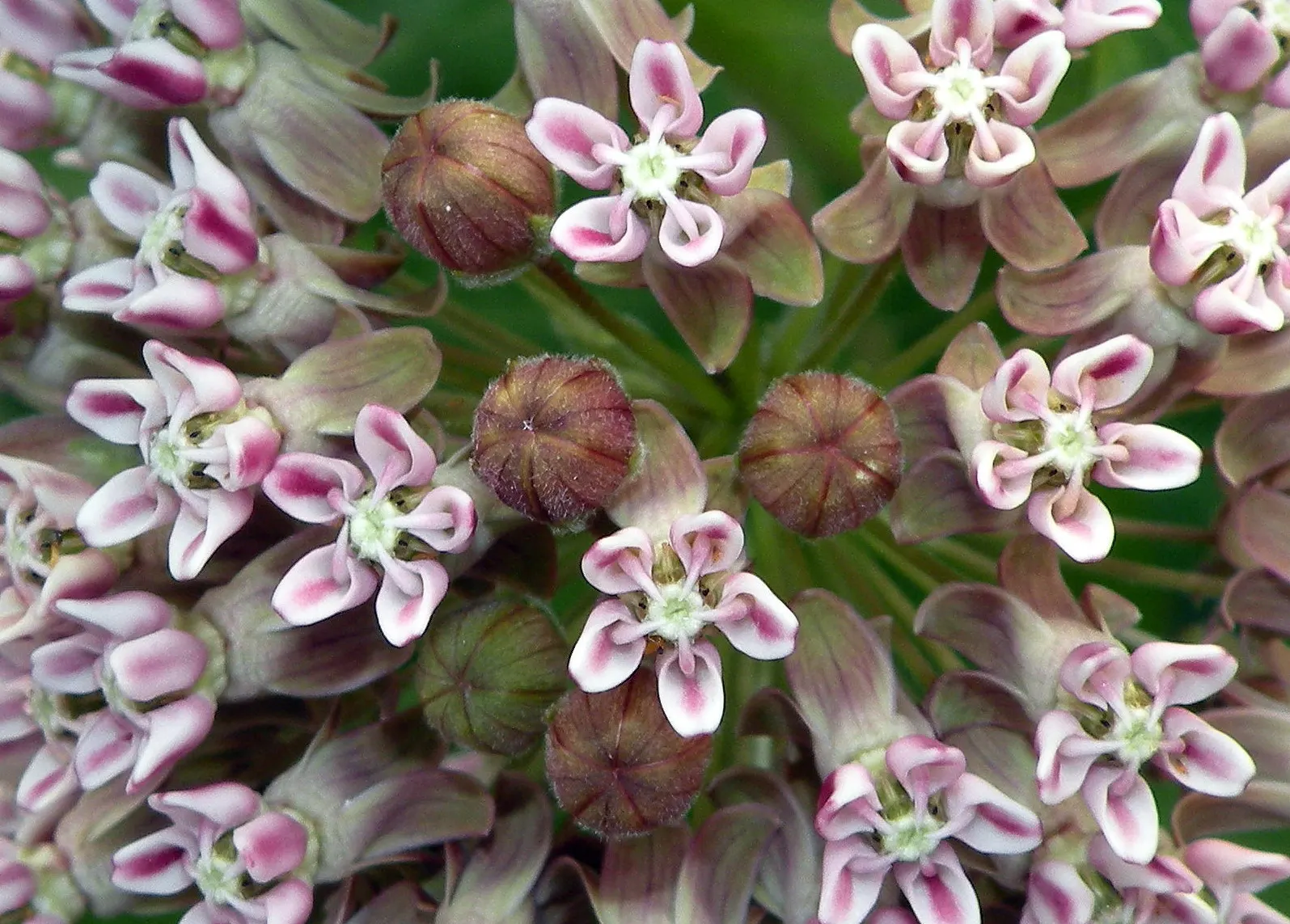 Common Milkweed (Asclepias Syriaca) — spherical clusters of pink-purple flowers; when these pods mature and split open in the fall