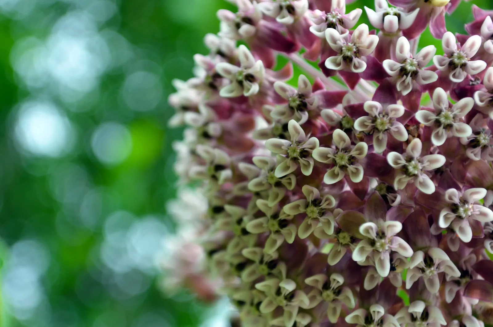 Common Milkweed (Asclepias Syriaca) — it is important to note that Common Milkweed thrives in full sun and well-drained soil; ready for wind, image 114