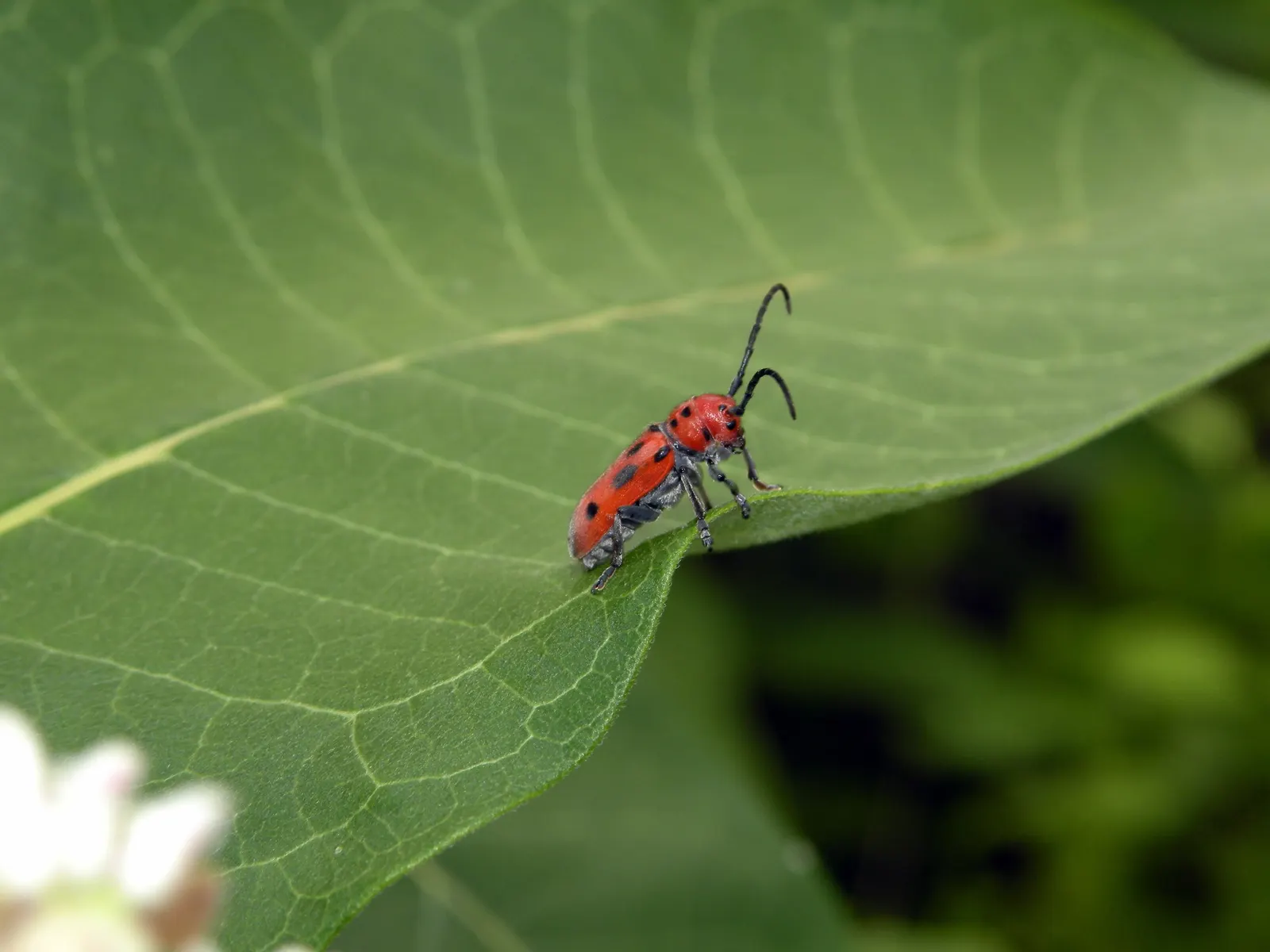 Common Milkweed (Asclepias Syriaca) — is a robust perennial native to the eastern United States and well-adapted to a myriad of landscapes; and it, image 101