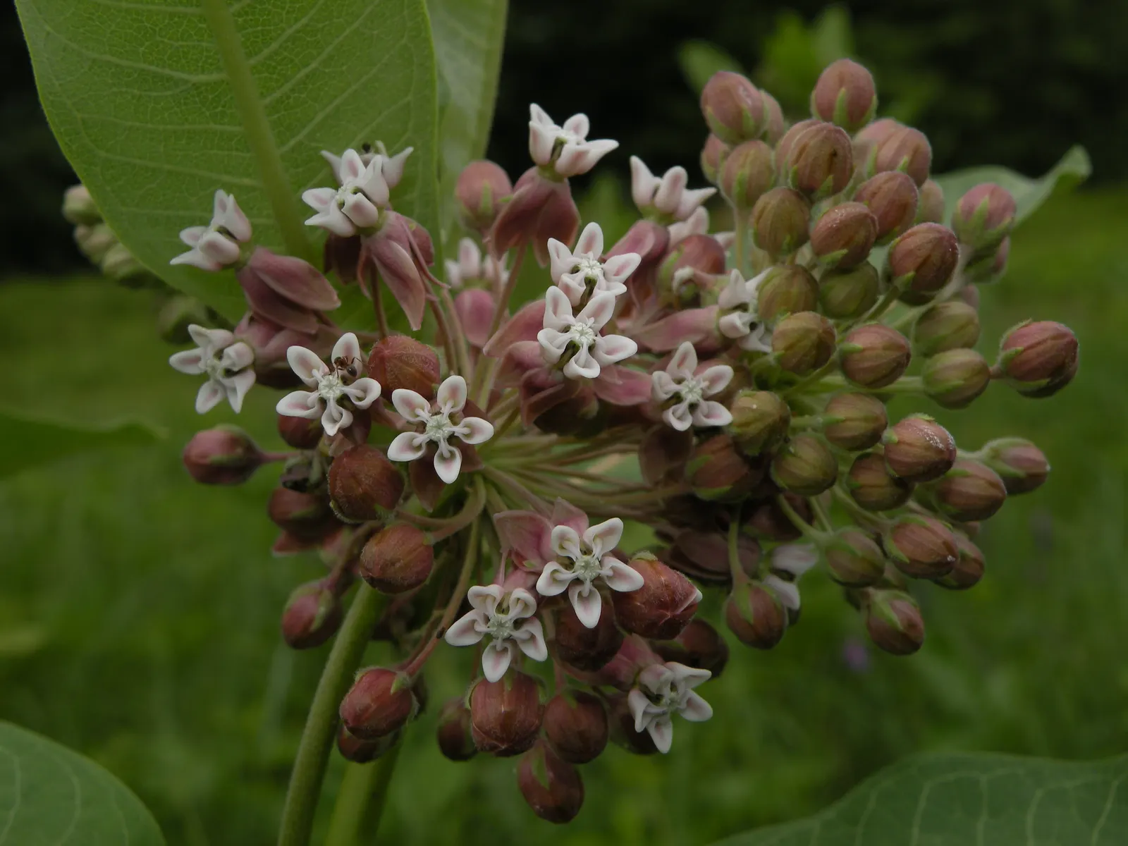 Common Milkweed (Asclepias Syriaca) — while the sap contains toxins and can be irritating to the skin; extensive root systems that make it, image 86