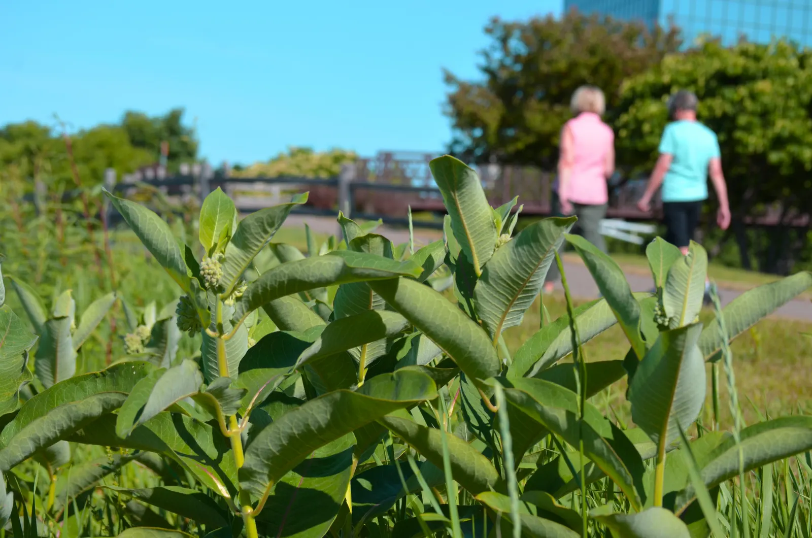 Common Milkweed (Asclepias Syriaca) — the milkweed boasts a unique grayish-green foliage; from June to August, the plant exhibits fragrant, spherical clusters