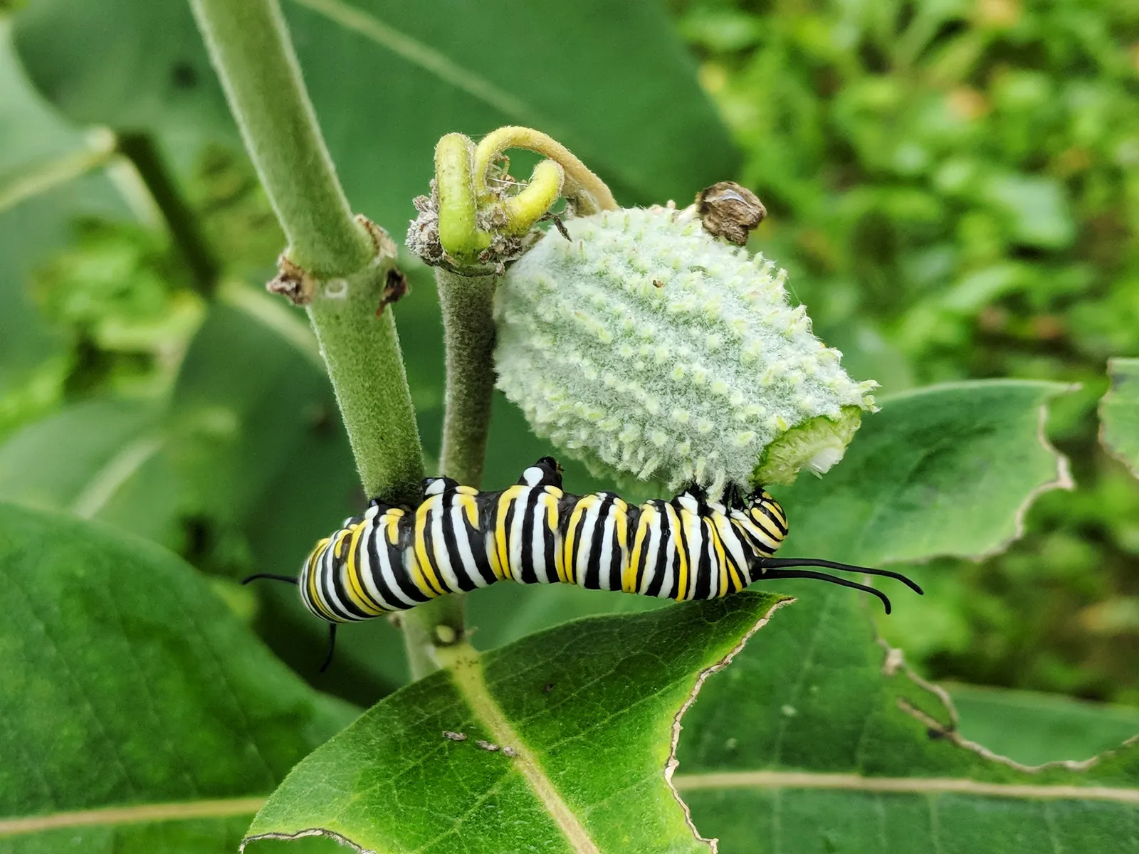 Common Milkweed (Asclepias Syriaca) — Spreads vigorously by rhizomes, milkweed is ideal for wildflower gardens and naturalized areas