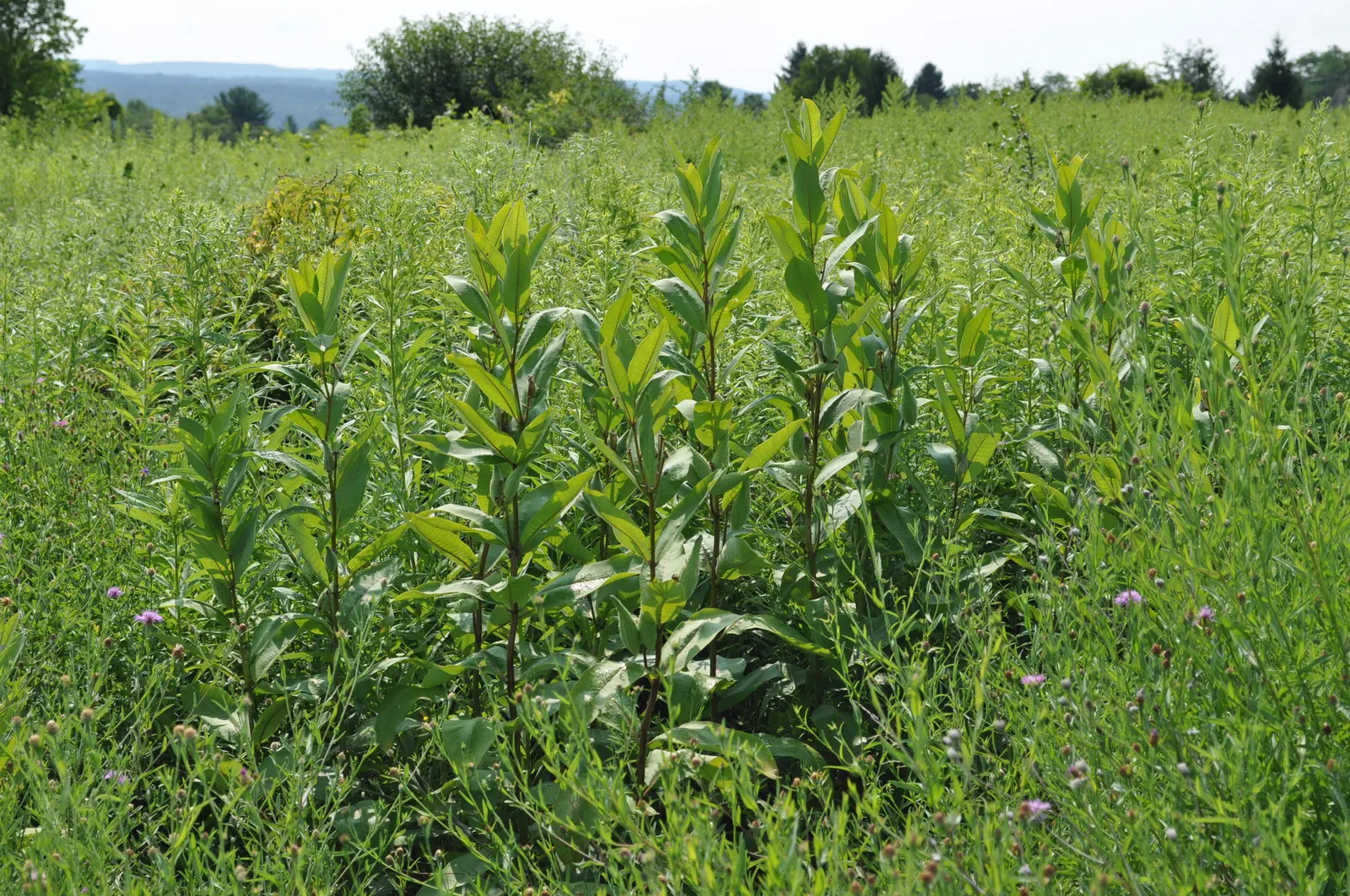 Common Milkweed (Asclepias Syriaca) — which reach 4 to 6 inches in length