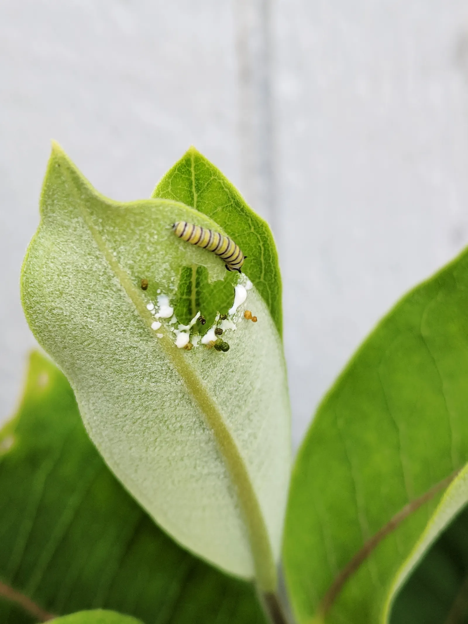 Common Milkweed (Asclepias Syriaca) — succulent with multi-colored and pink and white blooms; it is important to note that Common Milkweed thrives, image 92