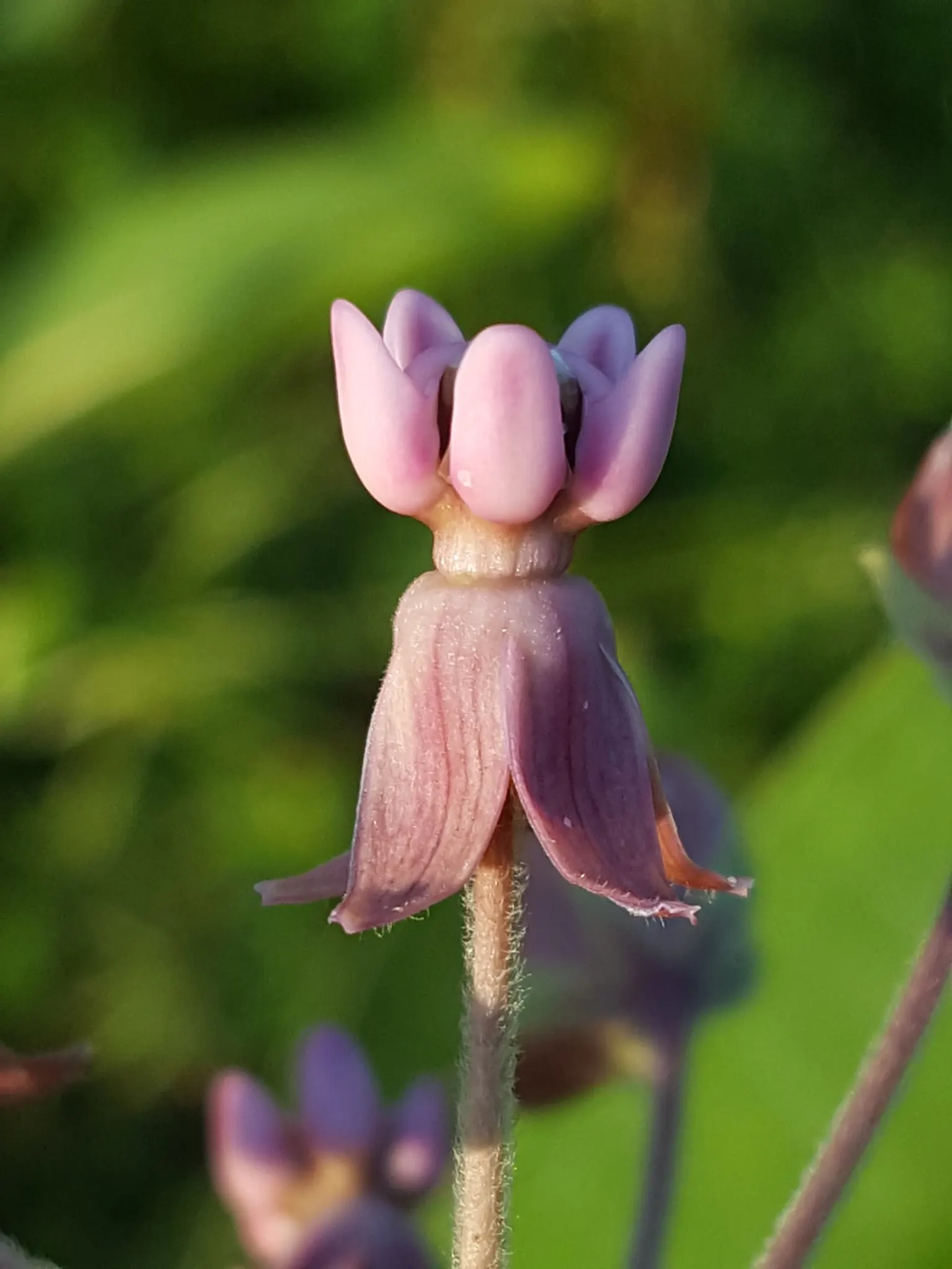 Common Milkweed (Asclepias Syriaca) — From June to August, the plant exhibits fragrant, spherical clusters of pale pink to mauve flowers