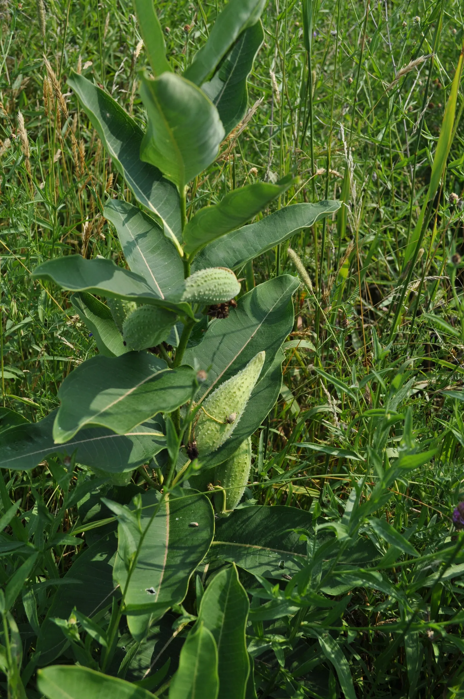 Common Milkweed (Asclepias Syriaca) — these components are critical to the survival of monarch larvae; which reach 4 to 6 inches in length