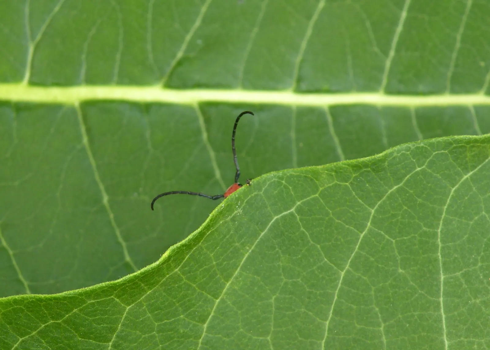 Common Milkweed (Asclepias Syriaca) — This plant typically grows to heights ranging from 2 to 6 feet and spreads approximately 2 to 3 feet wide, image 102