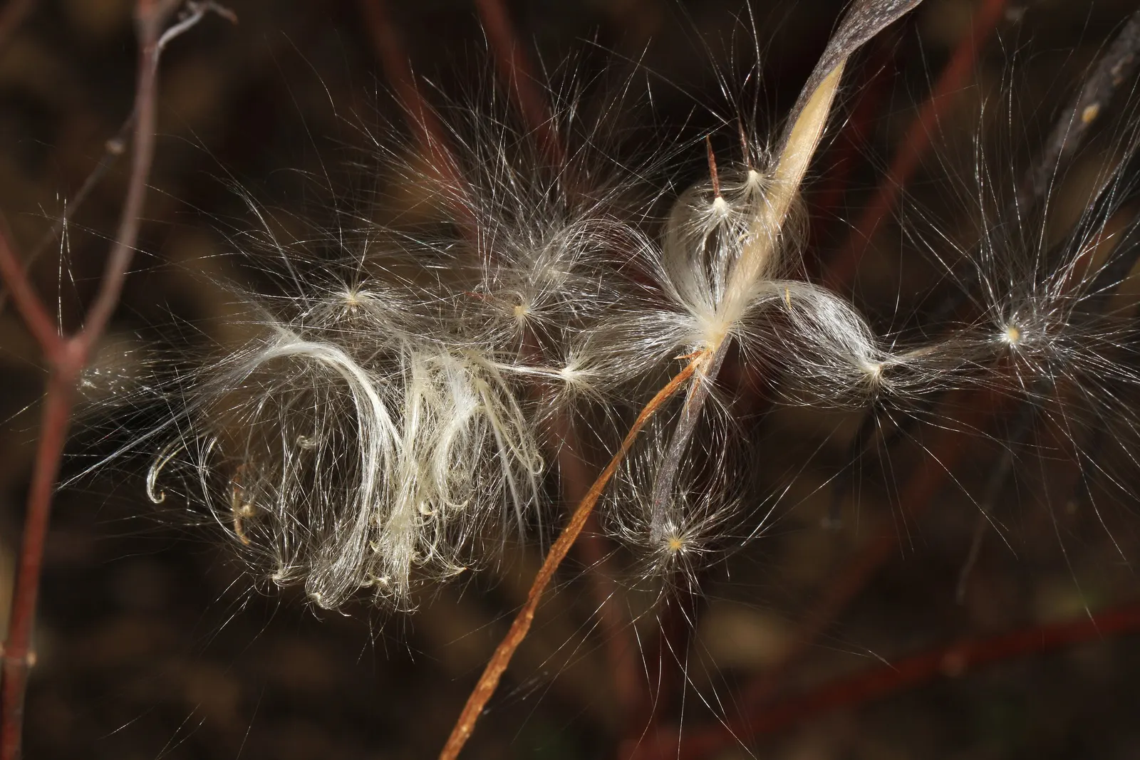 Common Milkweed (Asclepias Syriaca) — these components are critical to the survival of monarch larvae; which reach 4 to 6 inches in length, image 87